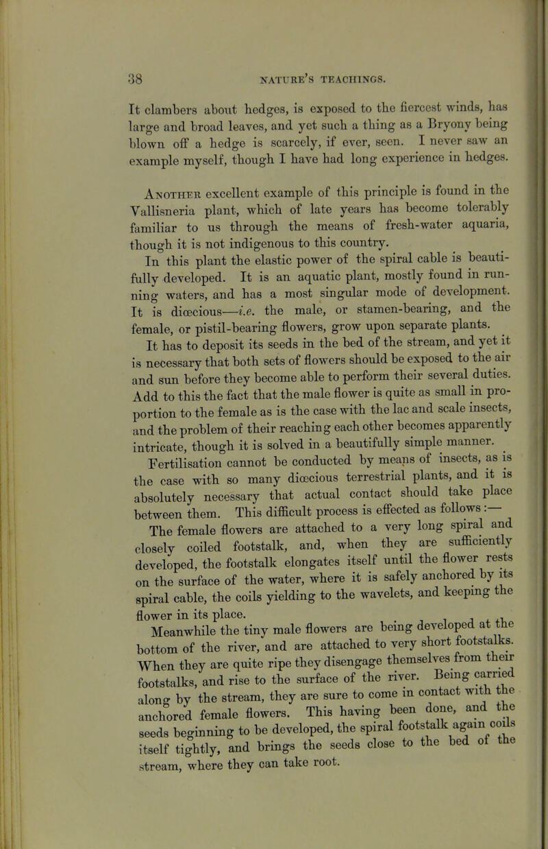 It clambers about hedges, is exposed to the fiercest winds, has large and broad leaves, and yet such a thing as a Bryony being blown ofi* a hedge is scarcely, if ever, seen. I never saw an example myself, though I have had long experience in hedges. Another excellent example of this principle is found in the Vallisneria plant, which of late years has become tolerably familiar to us through the means of fresh-water aquaria, though it is not indigenous to this country. In this plant the elastic power of the spiral cable is beauti- fully developed. It is an aquatic plant, mostly found in run- ning waters, and has a most singular mode of development. It is dioecious—i.e. the male, or stamen-bearing, and the female, or pistil-bearing flowers, grow upon separate plants. It has to deposit its seeds in the bed of the stream, and yet it is necessary that both sets of flowers should be exposed to the air and sun before they become able to perform their several duties. Add to this the fact that the male flower is quite as small in pro- portion to the female as is the case with the lac and scale insects, and the problem of their reaching each other becomes apparently intricate, though it is solved in a beautifully simple manner. ^ Fertilisation cannot be conducted by means of insects, as is the case with so many dioecious terrestrial plants, and it is absolutely necessary that actual contact should take place between them. This difficult process is efi'ected as follows :— The female flowers are attached to a very long spiral and closely coiled footstalk, and, when they are sufficiently developed, the footstalk elongates itself until the flower rests on the surface of the water, where it is safely anchored by its spiral cable, the coils yielding to the wavelets, and keepmg the flower in its place. j . Meanwhile the tiny male flowers are being developed at the bottom of the river, and are attached to very short footstalks. When they are quite ripe they disengage themselves from their footstalks, and rise to the surface of the river. Being carried along by the stream, they are sure to come m contact with the anchored female flowers. This having been done, and the seeds beginning to be developed, the spiral footstalk again coils itself tightly, and brings the seeds close to the bed of the stream, where they can take root.