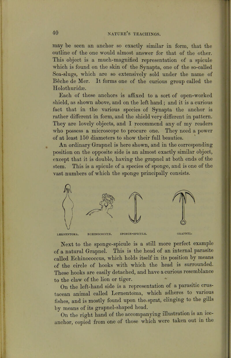 may be seen an anclaor so exactly similar in form, that the outline of the one would almost answer for that of the other. This object is a much-magnified representation of a spicule which is found on the skin of the Synapta, one of the so-called Sea-slugs, which are so extensively sold under the name of Beche de Mer. It forms one of the curious group called the Holothurida). Each of these anchors is affixed to a sort of open-worked shield, as shown above, and on the left hand; and it is a curious fact that in the various species of Synapta the anchor is rather difierent in form, and the shield very different in pattern. They are lovely objects, and I recommend any of my readers who possess a microscope to procure one. They need a power of at least 150 diameters to show their full beauties. An ordinary Grapnel is here shown, and in the corresponding position on the opposite side is an almost exactly similar object, except that it is double, having the grapnel at both ends of the stem. This is a spicule of a species of sponge, and is one of the vast numbers of which the sponge principally consists. LBBNENTOMA. ECHINOCOCCUS. SPONGE-SPICULK. GBAPNEL. Next to the sponge-spicule is a still more perfect example of a natural Grapnel. This is the head of an internal parasite called Echinococcus, which holds itself in its position by means of the circle of hooks with which the head is surrounded. These hooks are easily detached, and have a curious resemblance to the claw of the lion or tiger. On the left-hand side is a representation of a parasitic crus- tacean animal called Lernentoma, which adheres to various fishes, and is mostly found upon the. sprat, clinging to the gills by means of its grapnel-shaped head. On the right hand of the accompanying illustration is an ice- anchor, copied from one of those which were taken out in the