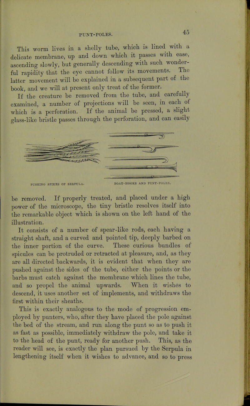 PUNT-POLES. This worm lives in a shelly tube, which is lined with a deHcate membrane, up and down which it passes with ease, ascending slowly, but generaUy descending with such wonder- ful rapidity that the eye cannot follow its movements. The latter movement will be explained in a subsequent part of the book, and we will at present only treat of the former. If the creature be removed from the tube, and carefully examined, a number of projections will be seen, in each of which is a perforation. If the animal be pressed, a slight glass-like bristle passes through the perforation, and can easily PUSHING SPIKES OF SEBPULA. BOAT-HOOKS AND PUXT-POIiES. be removed. If properly treated, and placed under a high power of the microscope, the tiny bristle resolves itself into the remarkable object which is shown on the left hand of the illustration. It consists of a number of spear-like rods, each having a straight shaft, and a curved and pointed tip, deeply barbed on the inner portion of the curve. These curious bundles of spicules can be protruded or retracted at pleasure, and, as they are all directed backwards, it is evident that when they are pushed against the sides of the tube, either the points or the barbs must catch against the membrane which lines the tube, and so propel the animal upwards. When it wishes to descend, it uses another set of implements, and withdraws the first within their sheaths. This is exactly analogous to the mode of progression em- ployed by punters, who, after they have placed the pole against the bed of the stream, and run along the punt so as to push it as fast as possible, immediately withdraw the pole, and take it to the head of the punt, ready for another push. This, as the reader will see, is exactly the plan pursued by the Serpula in lengthening itself when it wishes to advance, and so to press