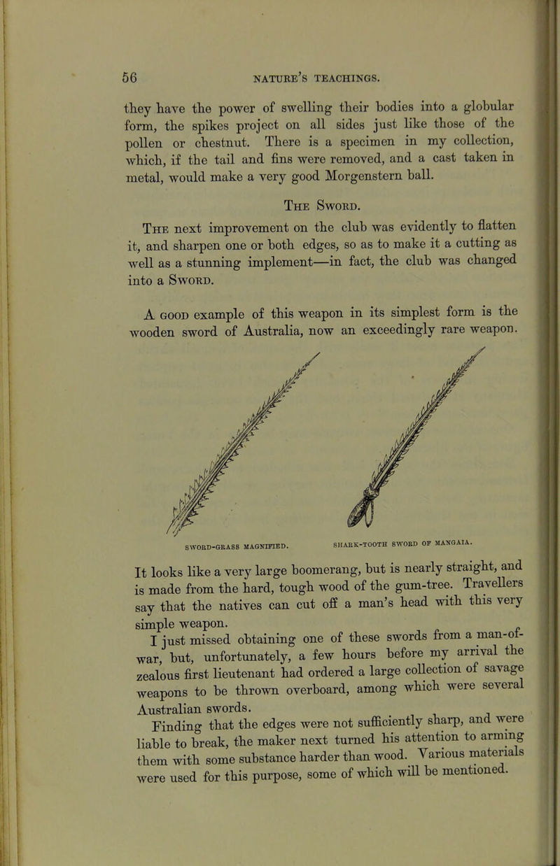 they have the power of swelling their bodies into a globular form, the spikes project on all sides just like those of the pollen or chestnut. There is a specimen in my collection, which, if the tail and fins were removed, and a cast taken in metal, would make a very good Morgenstern ball. The Sword. The next improvement on the club was evidently to flatten it, and sharpen one or both edges, so as to make it a cutting as well as a stunning implement—in fact, the club was changed into a Sword. A GOOD example of this weapon in its simplest form is the wooden sword of Australia, now an exceedingly rare weapon. SWOED-GEASS MAGNIFIED. 8HABK-T00TH SWOED OP MANGAIA. It looks like a very large boomerang, but is nearly straight, and is made from the hard, tough wood of the gum-tree. TraveUers say that the natives can cut off a man's head with this very simple weapon. I just missed obtaining one of these swords from a man-ot- war, but, unfortunately, a few hours before my arrival the zealous first lieutenant had ordered a large collection of savage weapons to be thrown overboard, among which were several Australian swords. Finding that the edges were not sufficiently sharp, and were liable to break, the maker next turned his attention to arming them with some substance harder than wood. Various materials were used for this purpose, some of which wHl be mentioned.