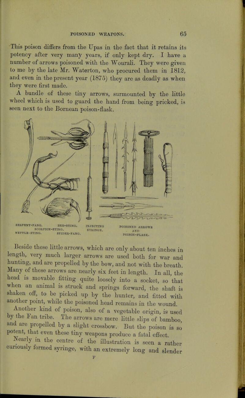 POISONED WEAPONS. This poison differs from the Upas in the fact that it retains its potency after very many years, if only kept dry. I have a number of arrows poisoned with the Wourali. They were given to me by the late Mr. Waterton, who procured them in 1812, and even in the present year (1875) they are as deadly as when they were first made. A bundle of these tiny arrows, surmounted by the little wheel which is used to guard the hand from being pricked, is seen next to the Bornean poison-flask. SERPENT-PANG. BEE-STING. INJEOTING SCOBPION-STrNG. 8TEINGK. KBTTLK-BTING. SPIDEE-FANG. POISONED ABE0W8 AND POISOK-PLASK. Beside these little arrows, which are only about ten inches in length, very much larger arrows are used both for war and hunting, and are propelled by the bow, and not with the breath. Many of these arrows are nearly six feet in length. In all, the head is movable fitting quite loosely into a socket, so that when an animal is struck and springs forward, the shaft is shaken ofP, to be picked up by the hunter, and fitted with another pomt, while the poisoned head remains in the wound. Another kind of poison, also of a vegetable origin, is used by the Fan tribe. The arrows are mere little slips of bamboo and are propelled by a slight crossbow. But the poison is so potent, that even these tiny weapons produce a fatal effect. JNearly m the centre of the illustration is seen a rather curiously formed syringe, with an extremely long and slender
