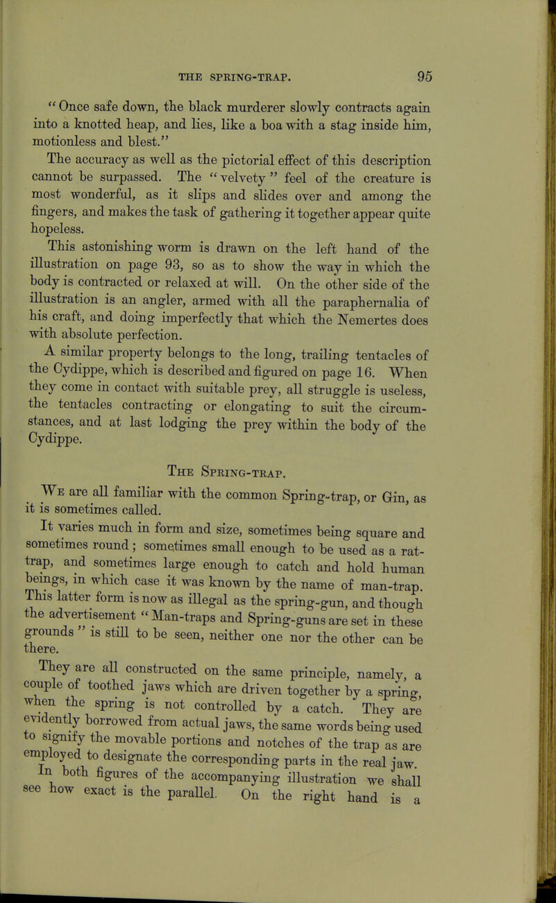  Once safe down, the black murderer slowly contracts again into a knotted heap, and lies, like a boa with a stag inside him, motionless and blest. The accuracy as well as the pictorial effect of this description cannot be surpassed. The  velvety  feel of the creature is most wonderful, as it slips and slides over and among the fingers, and makes the task of gathering it together appear quite hopeless. This astonishing worm is drawn on the left hand of the illustration on page 93, so as to show the way in which the body is contracted or relaxed at will. On the other side of the illustration is an angler, armed with all the paraphernalia of his craft, and doing imperfectly that which the Nemertes does with absolute perfection. A similar property belongs to the long, trailing tentacles of the Oydippe, which is described and figured on page 16. When they come in contact with suitable prey, all struggle is useless, the tentacles contracting or elongating to suit the circum- stances, and at last lodging the prey within the body of the Cydippe. The Spring-trap. We are all familiar with the common Spring-trap, or Gin, as it is sometimes called. It varies much in form and size, sometimes being square and sometimes round; sometimes smaU enough to be used as a rat- trap, and sometimes large enough to catch and hold human beings, in which case it was known by the name of man-trap. This latter form is now as iUegal as the spring-gun, and though the advertisement Man-traps and Spring-gunsare set in these grounds  IS stiU to be seen, neither one nor the other can be there. They are all constructed on the same principle, namely, a couple of toothed jaws which are driven together by a spring when the spring is not controlled by a catch. They are evidently borrowed from actual jaws, the same words being used to signify the movable portions and notches of the trap as are empioyed to designate the corresponding parts in the real jaw In both figures of the accompanying illustration we shall see how exact is the paraUel. On the right hand is a