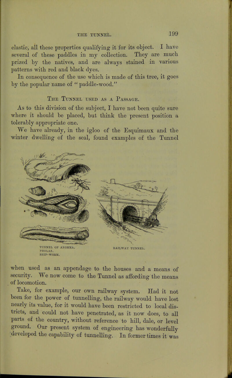 elastic, all these properties qualifying it for its object. I have several of these paddles in my collection. They are much prized by the natives, and are always stained in various patterns with red and black dyes. In consequence of the use which is made of this tree, it goes by the popular name of  paddle-wood. The Tunnel used as a Passage. As to this division of the subject, I have not been quite sure where it should be placed, but think the present position a tolerably appropriate one. We have already, in the igloo of the Esquimaux and the winter dwelling of the seal, found examples of the Tunnel TUNNEL OP AXOMMA, BAILWAY TUNNEL. PHOLAS. SHIP-WOBM. when used as an appendage to the houses and a means of security. We now come to the Tunnel as affording the means of locomotion. Take, for example, our own railway system. Had it not been for the power of tunnelling, the railway would have lost nearly its value, for it would have been restricted to local dis- tricts, and could not have penetrated, as it now does, to all parts of the country, without reference to hill, dale, or level ground. Our present system of engineering has wonderfully developed the capability of tunnelling. In former times it was
