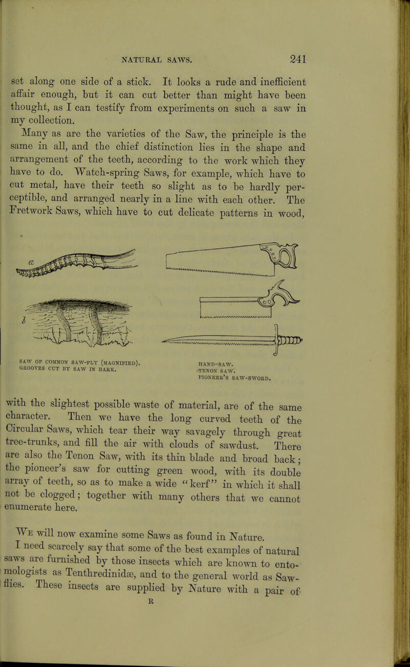 set along one side of a stick. It looks a rude and inefficient affair enougli, but it can cut better than migbt have been j thought, as I can testify from experiments on such a saw in * my collection. Many as are the varieties of the Saw, the principle is the same in all, and the chief distinction lies in the shape and arrangement of the teeth, according to the work which they have to do. Watch-spring Saws, for example, which have to cut metal, have their teeth so slight as to be hardly per- ceptible, and arranged nearly in a line with each other. The Fretwork Saws, which have to cut delicate patterns in wood, SAW OF C05IM0N SAW-FLY (jIAGNrPIED). HAND-SAW GROOVES COT BY SAW IN BAEK. TENON SAW. pioneer's SAW-SWOKD. with the slightest possible waste of material, are of the same character. Then we have the long curved teeth of the Circular Saws, which tear their way savagely through great tree-trunks, and fill the air with clouds of sawdust. There are also the Tenon Saw, with its thin blade and broad back; the pioneer's saw for cutting green wood, with its double array of teeth, so as to make a wide kerf in which it shall not be clogged; together with many others that we cannot enumerate here. We will now examine some Saws as found in JiTature. I need scarcely say that some of the best examples of natural saws are furnished by those insects which are known to ento- mologists as Tenthredinidae, and to the general world as Saw- flies. These insects are supplied by Nature with a pair of R