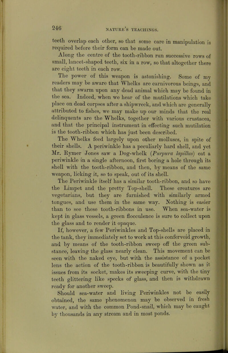 teetli overlap eacli other, so that some care in manipulation is required before their form can be made out. Along the centre of the tooth-ribbon run successive rows of small, lancet-shaped teeth, six in a row, so that altogether there are eight teeth in each row. The power of this weapon is astonishing. Some of my readers may be aware that Whelks are carnivorous beings, and that they swarm upon any dead animal which may be found in the sea. Indeed, when we hear of the mutilations which take place on dead corpses after a shipwreck, and which are generally attributed to fishes, we may make up our minds that the real delinquents are the Whelks, together with various Crustacea, and that the principal instrument in effecting such mutilation is the tooth-ribbon which has just been described. The Whelks feed largely upon other molluscs, in spite of their shells. A periwinkle has a peculiarly hard shell, and yet Mr. Rymer Jones saw a Dog-whelk {Purpura lapillus) eat a periwinkle in a single afternoon, first boring a hole through its shell with the tooth-ribbon, and then, by means of the same weapon, licking it, so to speak, out of its shell. The Periwinkle itself has a similar tooth-ribbon, and so have the Limpet and the pretty Top-shell. These creatures are vegetarians, but they are furnished with similarly armed tongues, and use them in the same way. Nothing is easier than to see these tooth-ribbons in use. When sea-water is kept in glass vessels, a green flocculence is sure to collect upon the glass and to render it opaque. If, however, a few Periwinkles and Top-shells are placed in the tank, they immediately set to work at this confer void growth, and by means of the tooth-ribbon sweep off the green sub- stance, leaving the glass nearly clean. This movement can be seen with the naked eye, but with the assistance of a pocket lens the action of the tooth-ribbon is beautifully shown as it issues from its socket, makes its sweeping curve, with the tiny teeth glittering like specks of glass, and then is withdrawn ready for another sweep. Should sea-water and living Periwinkles not be easily obtained, the same phenomenon may be observed in fresh water, and with the common Pond-snail, which may be caught by thousands in any stream and in most ponds.