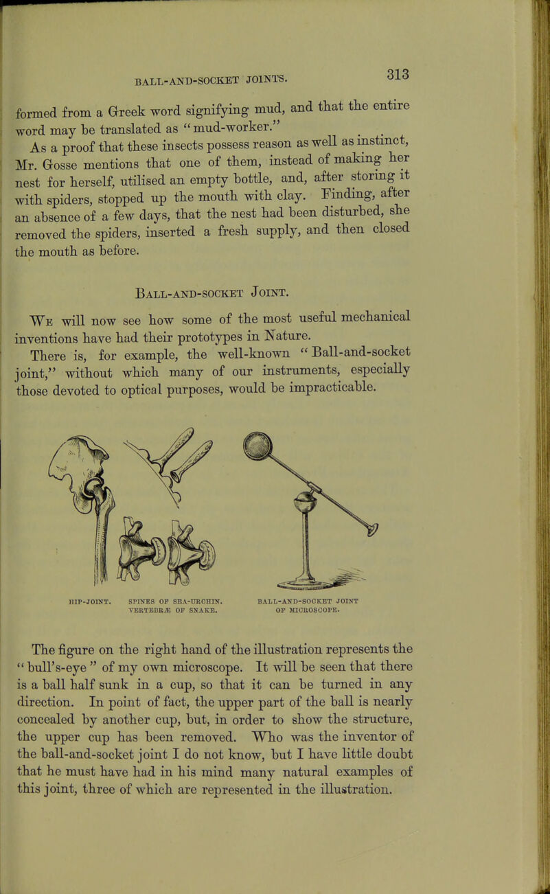 BALL-AND-SOCKET JOINTS. formed from a Greek word signifying mud, and that the entire word may be translated as  mud-worker. As a proof that these insects possess reason as well as mstmct, Mr. Gosse mentions that one of them, instead of making her nest for herself, utilised an empty bottle, and, after stormg it with spiders, stopped up the mouth with clay. Finding, after an absence of a few days, that the nest had been disturbed, she removed the spiders, inserted a fresh supply, and then closed the mouth as before. Ball-and-socket Joint. We will now see how some of the most useful mechanical inventions have had their prototypes in Nature. There is, for example, the well-known Ball-and-socket joint, without which many of our instruments, especially those devoted to optical purposes, would be impracticable. HIP-JOINT. SPINES OF SEA-UEOHIN. BALL-AND-SOCKET JOINT YEETBBBfi OP SNAKE. OP MICBOSCOPE. The figure on the right hand of the illustration represents the  bull's-eye  of my own microscope. It will be seen that there is a ball half sunk in a cup, so that it can be turned in any direction. In point of fact, the upper part of the ball is nearly concealed by another cup, but, in order to show the structure, the upper cup has been removed. Who was the inventor of the ball-and-socket joint I do not know, but I have little doubt that he must have had in his mind many natural examples of this joint, three of which are represented in the illustration.