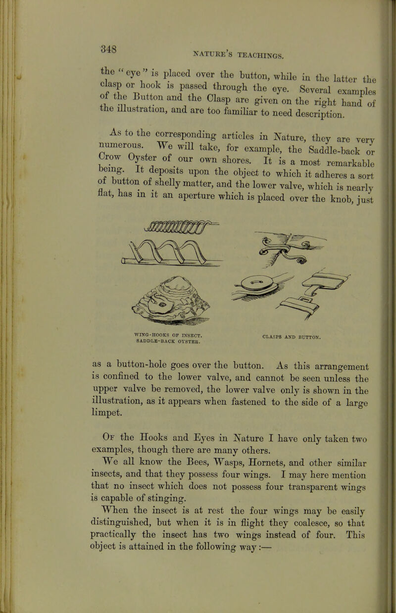 nature's teachings. the eye is placed over the button, while in the latter th. clasp or hook is passed through the eye. Several examples of the Button and the Clasp are given on the right hand of the illustration, and are too famiHar to need description. As to the corresponding articles in Nature, they are verv numerous. We will take, for example, the Saddle-back or Crow Oyster of our own shores. It is a most remarkable being It deposits upon the object to which it adheres a sort of button of shelly matter, and the lower valve, which is nearly flat, has m it an aperture which is placed over the knob just WING-HOOKS OF INSECT. SADDLK-BACK OTSTBE. CLASPS AND BUTTON. as a button-hole goes over the button. As this arrangement is confined to the lower valve, and cannot be seen unless the upper valve be removed, the lower valve only is shown in the illustration, as it appears when fastened to the side of a large limpet. Or the Hooks and Eyes in Nature I have only taken two examples, though there are many others. We all know the Bees, Wasps, Hornets, and other similar insects, and that they possess four wings. I may here mention that no insect which does not possess four transparent wings is capable of stinging. When the insect is at rest the four wings may be easily distinguished, but when it is in flight they coalesce, so that practically the insect has two wings instead of four. This object is attained in the following way:—