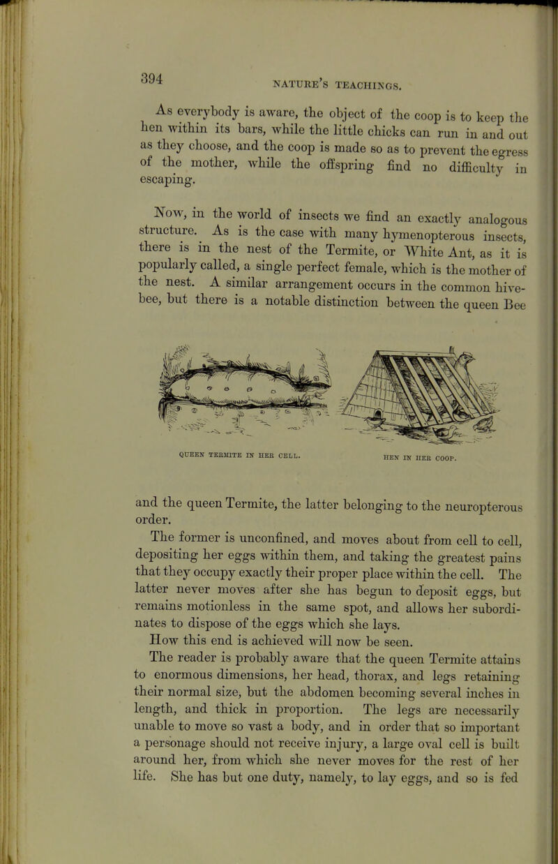 As everybody is aware, tlie object of the coop is to keep the hen within its bars, while the little chicks can run in and out as they choose, and the coop is made so as to prevent the egress of the mother, while the offspring find no difficulty in escaping. Now, in the world of insects we find an exactly analogous structure. As is the case with many hymenopterous insects, there is in the nest of the Termite, or White Ant, as it is popularly called, a single perfect female, which is the mother of the nest. A similar arrangement occurs in the common hive- bee, but there is a notable distinction between the queen Bee QUEEN TEKMITB IN HEE CELL. HEN IN HEE COOP. and the queen Termite, the latter belonging to the neuropterous order. The former is unconfined, and moves about from cell to cell, depositing her eggs within them, and taking the greatest pains that they occupy exactly their proper place within the cell. The latter never moves after she has begun to deposit eggs, but remains motionless in the same spot, and allows her subordi- nates to dispose of the eggs which she lays. How this end is achieved will now be seen. The reader is probably aware that the queen Termite attains to enormous dimensions, her head, thorax, and legs retaining their normal size, but the abdomen becoming several inches in length, and thick in proportion. The legs are necessarily unable to move so vast a body, and in order that so important a personage should not receive injury, a large oval cell is built around her, from which she never moves for the rest of her life. She has but one duty, namely, to lay eggs, and so is fed