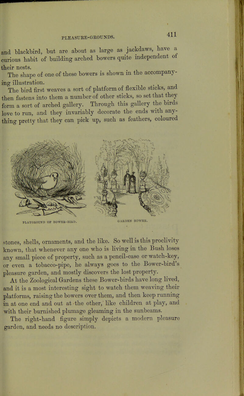 PLEASURE-GROUNDS. and blackbird, but are about as large as jackdaws, have a curious habit of building arcbed bowers quite independent ot tbeir nests. The shape of one of these bowers is shown in the accompany- ing illustration. The bird first weaves a sort of platform of flexible sticks, and then fastens into them a number of other sticks, so set that they form a sort of arched gallery. Through this gallery the birds love to run, and they invariably decorate the ends with any- thing pretty that they can pick up, such as feathers, coloured PLAYGEOUND OF BOWEB-BIRD. GAEDBN BOWEK. Stones, shells, ornaments, and the like. So well is this proclivity known, that whenever any one who is living in the Bush loses any small piece of property, such as a pencil-case or watch-key, or even a tobacco-pipe, he always goes to the Bower-bird's pleasure garden, and mostly discovers the lost property. At the Zoological Gardens these Bower-birds have long lived, and it is a most interesting sight to watch them weaving their platforms, raising the bowers over them, and then keep running in at one end and out at - the other, like children at play, and with their burnished plumage gleaming in the sunbeams. The right-hand figure simply depicts a modern pleasure garden, and needs no description.