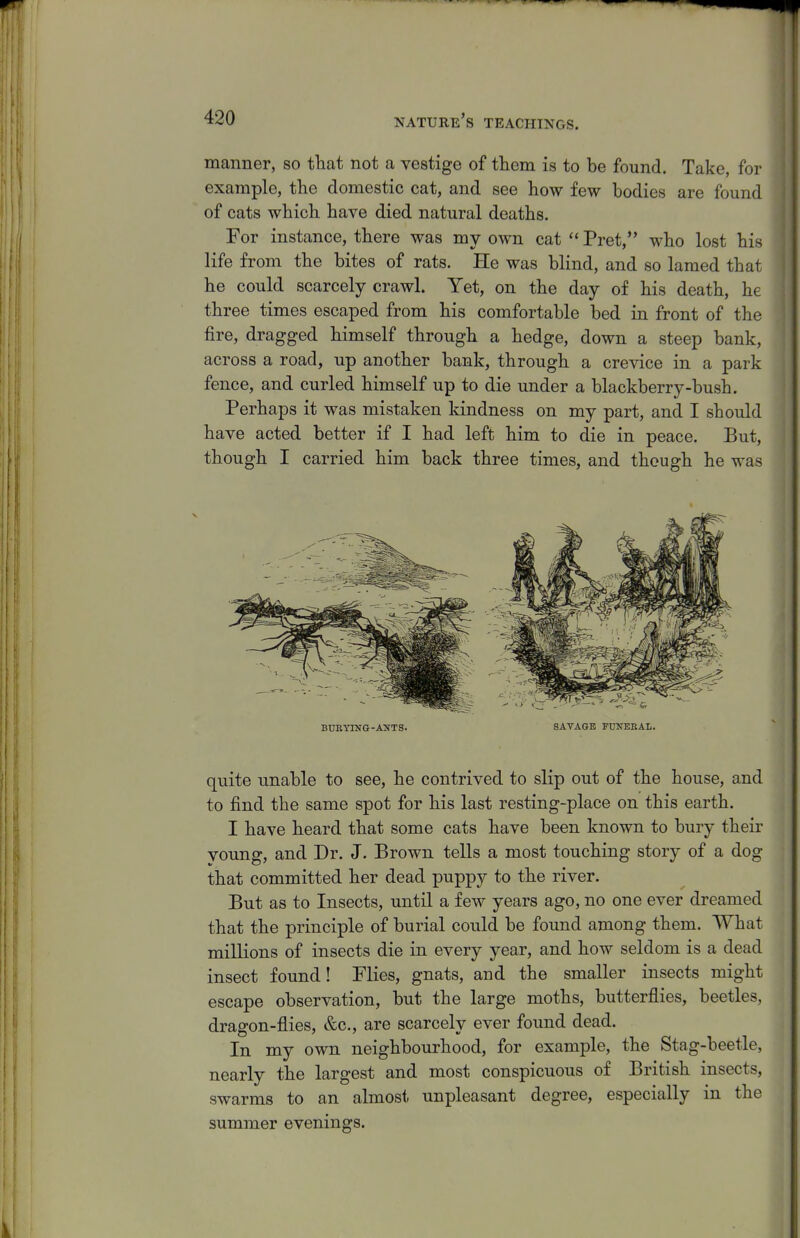 manner, so that not a vestige of them is to be found. Take, for example, the domestic cat, and see how few bodies are found of cats which have died natural deaths. For instance, there was my own cat  Pret, who lost his life from the bites of rats. He was blind, and so lamed that he could scarcely crawl. Yet, on the day of his death, he three times escaped from his comfortable bed in front of the fire, dragged himself through a hedge, down a steep bank, across a road, up another bank, through a crevice in a park fence, and curled himself up to die under a blackberry-bush. Perhaps it was mistaken kindness on my part, and I should have acted better if I had left him to die in peace. But, though I carried him back three times, and though he was BUETING-AUTS. SAVAGE FUlfEEAL. quite unable to see, he contrived to slip out of the house, and to find the same spot for his last resting-place on this earth. I have heard that some cats have been known to bury their young, and Dr. J. Brown tells a most touching story of a dog that committed her dead puppy to the river. But as to Insects, until a few years ago, no one ever dreamed that the principle of burial could be found among them. What millions of insects die in every year, and how seldom is a dead insect found! Flies, gnats, and the smaller insects might escape observation, but the large moths, butterflies, beetles, dragon-flies, &c., are scarcely ever found dead. In my own neighbourhood, for example, the Stag-beetle, nearly the largest and most conspicuous of British insects, swarms to an almost unpleasant degree, especially in the summer evenings.