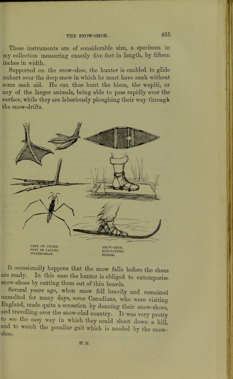 THE SNOW-SHOE. These instruments are of considerable size, a specimen in my collection measuring exactly five feet in length, by fifteen inches in width. Supported on the snow-shoe, the hunter is enabled to glide unhurt over the deep snow in which he must have sunk without some such aid. He can thus hunt the bison, the wapiti, or any of the larger animals, being able to pass rapidly over the surface, while they are laboriously ploughing their way through the snow-drifts. KEBT OP DUCKS. FOOT OF JAOANA. WATEE-GKAT. 8X0 W-SHOE. MUD-PATTEN. SKIDOB. It occasionally happens that the snow falls before the shoes are ready. In this case the hunter is obliged to extemporise snow-shoes by cutting them out of thin boards. Several years ago, when snow fell heavily and remained unmelted for many days, some Canadians, who were visiting England, made quite a sensation by donning their snow-shoes, and travelling over the snow-clad country. It was very pretty to see the easy way in which they could shoot down a hill, and to watch the peculiar gait which is needed by the snow- shoe. H H