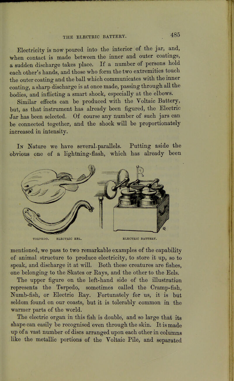 THE ELECTRIC BATTERY. Electricity is now poured into tlie interior of the jar, and, when contact is made between the inner and outer coatings, a sudden discharge takes place. If a number of persons hold each other's hands, and those who form the two extremities touch the outer coating and the ball which communicates with the inner coating, a sharp discharge is at once made, passing through all the bodies, and inflicting a smart shock, especially at the elbows. Similar effects can be produced with the Yoltaic Battery, but, as that instrument has already been figured, the Electric Jar has been selected. Of course any number of such jars can be connected together, and the shock will be proportionately increased in intensity. In Nature we have several-parallels. Putting aside the obvious one of a lightning-flash, which has already been TOBPEDO. ELEGTBIG BBIi. BLECTBIC BATTEBT. mentioned, we pass to two remarkable examples of the capability of animal structure to produce electricity, to store it up, so to speak, and discharge it at will. Both these creatures are fishes, one belonging to the Skates or Rays, and the other to the Eels. The upper figure on the left-hand side of the illustration represents the Terpedo, sometimes called the Cramp-fish, Numb-fish, or Electric Ray. Fortunately for us, it is but seldom found on our coasts, but it is tolerably common in the warmer parts of the world. The electric organ in this fish is double, and so large that its shape can easily be recognised even through the skin. It is made up of a vast number of discs arranged upon each other in columns like the metallic portions of the Voltaic Pile, and separated