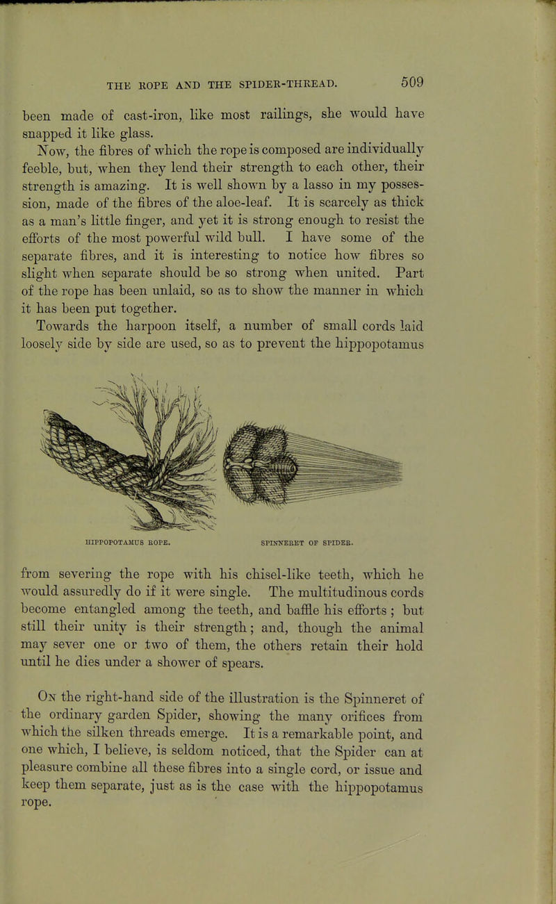 THE HOPE AND THE SPIDER-THREAD. been made of cast-iron, like most railings, slie would have snapped it like glass. Now, the fibres of which the rope is composed are individually feeble, but, when they lend their strength to each other, their strength is amazing. It is well shown by a lasso in my posses- sion, made of the fibres of the aloe-leaf. It is scarcely as thick as a man's little finger, and yet it is strong enough to resist the efibrts of the most powerful wild bull. I have some of the separate fibres, and it is interesting to notice how fibres so slight when separate should be so strong when united. Part of the rope has been unlaid, so as to show the manner in which it has been put together. Towards the harpoon itself, a number of small cords laid loosely side by side are used, so as to prevent the hippoj)otamus HIPPOPOTAMUS ROPE. SPnOTERKT OF SPIDEE. from severing the rope with his chisel-like teeth, which he would assuredly do if it were single. The multitudinous cords become entangled among the teeth, and baffle his efforts ; but still their unity is their strength; and, though the animal may sever one or two of them, the others retain their hold imtil he dies under a shower of spears. On the right-hand side of the illustration is the Spinneret of the ordinary garden Spider, showing the many orifices from which the silken threads emerge. It is a remarkable point, and one which, I believe, is seldom noticed, that the Spider can at pleasure combine all these fibres into a single cord, or issue and keep them separate, just as is the case with the hippopotamus rope.