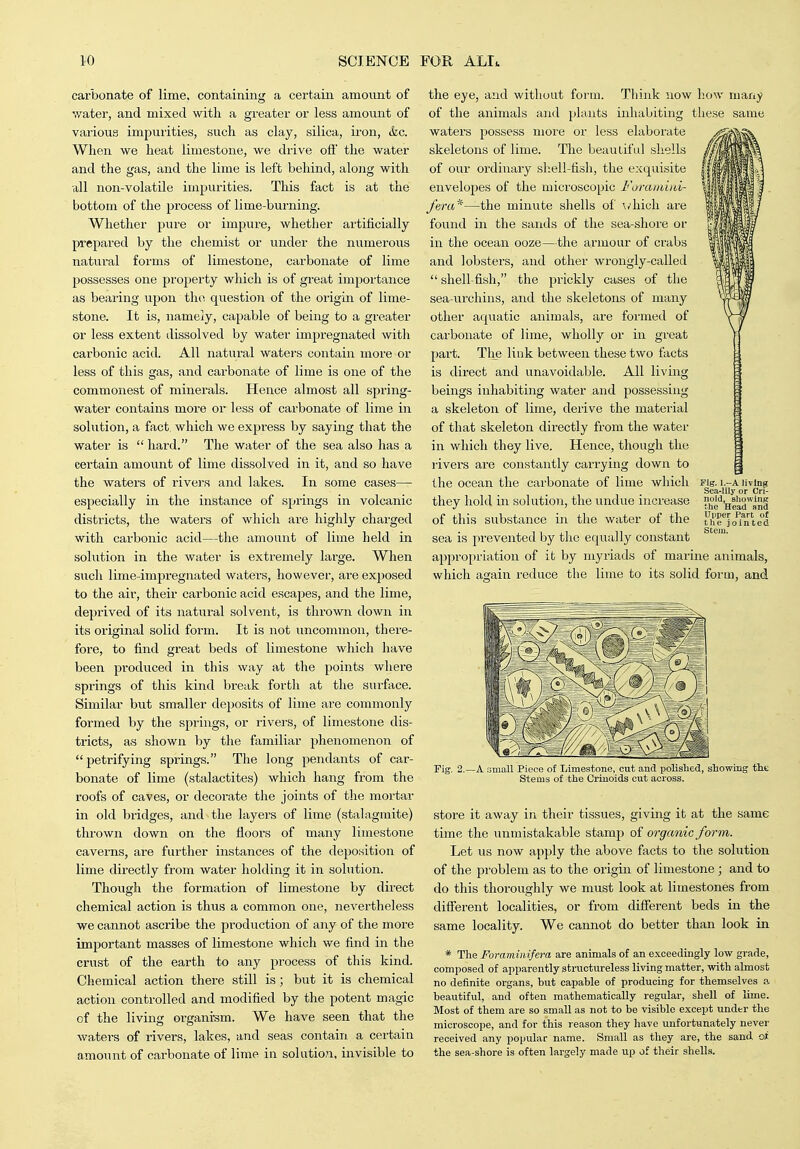 carbonate of lime, containing a certain amount of water, and mixed with a greater or less amount of various impurities, such as clay, silica, iron, &c. When we heat limestone, we drive ofi' the water and the gas, and the lime is left behind, along with (ill non-volatile impurities. This fact is at the bottom of the process of lime-burning. Whether pure or impure, whether artificially prepared by the chemist or under the numerous natural forms of limestone, carbonate of lime possesses one property which is of great importance as bearing upon the. question of the origin of lime- stone. It is, namely, capable of being to a greater or less extent dissolved by water impregnated with carbonic acid. All natural waters contain more or less of this gas, and carbonate of lime is one of the commonest of minerals. Hence almost all spring- water contains more or less of carbonate of lime in solution, a fact which we express by saying that the water is  hai-d. The water of the sea also has a certain amount of lime dissolved in it, and so have the waters of rivei-s and lakes. In some cases— especially in the instance of springs in volcanic districts, the waters of which are highly charged with carbonic acid—the amount of lime held in solution in the water is extremely large. When such lime-impregnated waters, however, are exjiosed to the air, their cax'bonic acid escapes, and the lime, deprived of its natural solvent, is thrown down in its original solid form. It is not uncommon, theie- fore, to find great beds of limestone which have been pi'oduced in this way at the points where springs of this kind break forth at the surface. Similar bvit smaller deposits of lime are commonly formed by the springs, or rivers, of limestone dis- tricts, as shown by the familiar j^henomenon of petrifying springs. The long pendants of car- bonate of lime (stalactites) which hang from the roofs of caves, or decorate the joints of the mortar in old bridges, and the layers of lime (stalagmite) tlu'own down on the floors of many limestone caverns, are further instances of the deposition of lime directly from water holding it in solution. Though the formation of limestone by direct chemical action is thus a common one, nevertheless we cannot ascribe the production of any of the more important masses of limestone which we find in the crust of the earth to any process of this kind. Chemical action there still is; but it is chemical action controlled and modified by the potent magic of the living organism. We have seen that the waters of rivers, lakes, and seas contain a certain amount of carbonate of lime in solution, invisible to the eye, and without form. Think now how many of the animals and plants inhabiting these same waters possess more or less elaborate skeletons of lime. The beautiful shells of our ordinary shell-fish, the exquisite envelopes of the microscopic Foraiidid- fera*—the minute sliells of \,'hich are found in the sands of the sea-shore or in the ocean ooze—the armour of crabs and lobsters, and other wrongly-called  shell-fish, the prickly cases of the sea-urchins, and the skeletons of many other aquatic animals, are formed of carbonate of lime, wholly or in great part. Tl^e link between these two facts is direct and unavoidable. All living beings inhabiting water and possessing a skeleton of lime, derive the material of that skeleton directly from the water in which they live. Hence, though the rivers ai'e constantly carrying down to the ocean the carbonate of lime which they hold in solution, the undue increase of this substance in the water of the sea is prevented by the equally constant appropriation of it by myriads of marine animals, which again I'educe the lime to its solid foi'ui, and Fig. I.-A living Sea-lily or Crl- nold, sliowiiiK the Head and Upper Part of the jointed Stem. Pig. 2.—A small Piece of Limestone, cut and polished, showing tht Stems of the Crinoids cut across. store it away in their tissues, giving it at the same time the unmistakable stamp of organic form. Let VIS now apply the above facts to the solution of the problem as to the origin of limestone; and to do this thoroughly we must look at limestones from different localities, or from difierent beds in the same locality. We cannot do better than look in * The Foraminifera are animals of an exceedingly low grade, composed of apparently structureless living matter, with almost no definite organs, but capable of producing for themselves & beautiful, and often mathematically regular, shell of lime. Most of them are so small as not to be visible except under the microscope, and for this reason they have unfortunately never received any popular name. Small as they are, the sand oi the sea-shore is often largely made up of their shells.