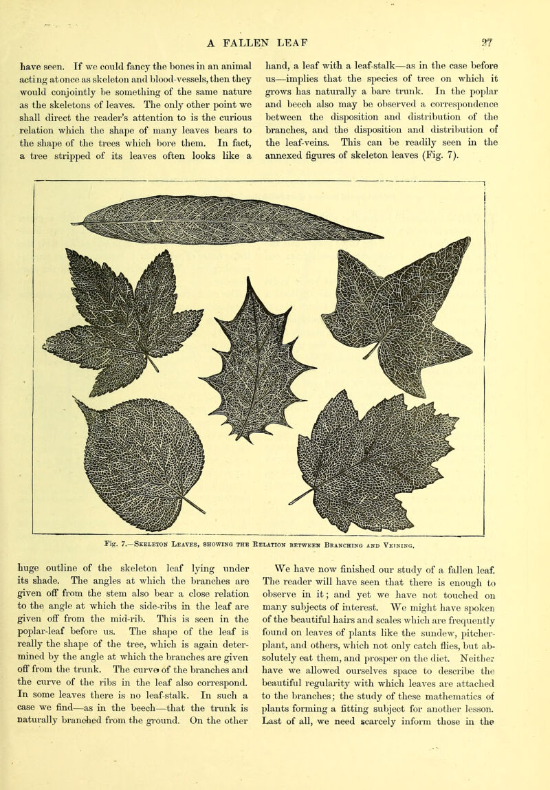 have seen. If we could fancy the bones in an animal acting at once as skeleton and Ijlood-vessels, tlien they would conjointly he something of the same nat\ire as the skeletons of leaves. The only other point we shall direct the reader's attention to is the curious relation which the shape of many leaves bears to the shape of the trees which bore them. In fact, a tree stripped of its leaves often looks like a hand, a leaf with a leaf-stalk—as in the case before us—implies that the species of tree on whicli it grows has naturally a bare trunk. In the j^oplar and beech also may be observed a correspondence between the disposition and distribution of the branches, and the disposition and distrihxition of the leaf-veins. This can be readily seen in the annexed figures of skeleton leaves (Fig. 7). huge outline of the skeleton leaf lying under its shade. The angles at which the branches are given off from the stem also bear a close relation to the angle at which the side-ribs in the leaf are given off from the mid-rib. This is seen in the poplar-leaf before iis. The shape of the leaf is really the shape of the tree, which is again deter- mined by the angle at which the branches are given off from the trunk. The curve of the bi-anches and the curve of the ribs in the leaf also correspond. In some leaves there is no leaf-stalk. In such a case we find—as in the beech—that the trunk is naturally brancJied from tlie gTound. On the other We have now finished our study of a fallen leaf. The reader will have seen that there is enough to observe in it; and yet we have not touched on many subjects of interest. We might have spoken of the beautiful hairs and scales which are frequently found on leaves of plants like the sundew, pitcher- plant, and others, which not only catch flies, but ab- solutely eat them, and prosper on the diet. Neither have we allowed ourselves space to describe the beautiful regularity with which leaves are attached to the branches; the study of these mathematics of plants forming a fitting subject for another lesson. Last of all, we need scarcely inform those in the