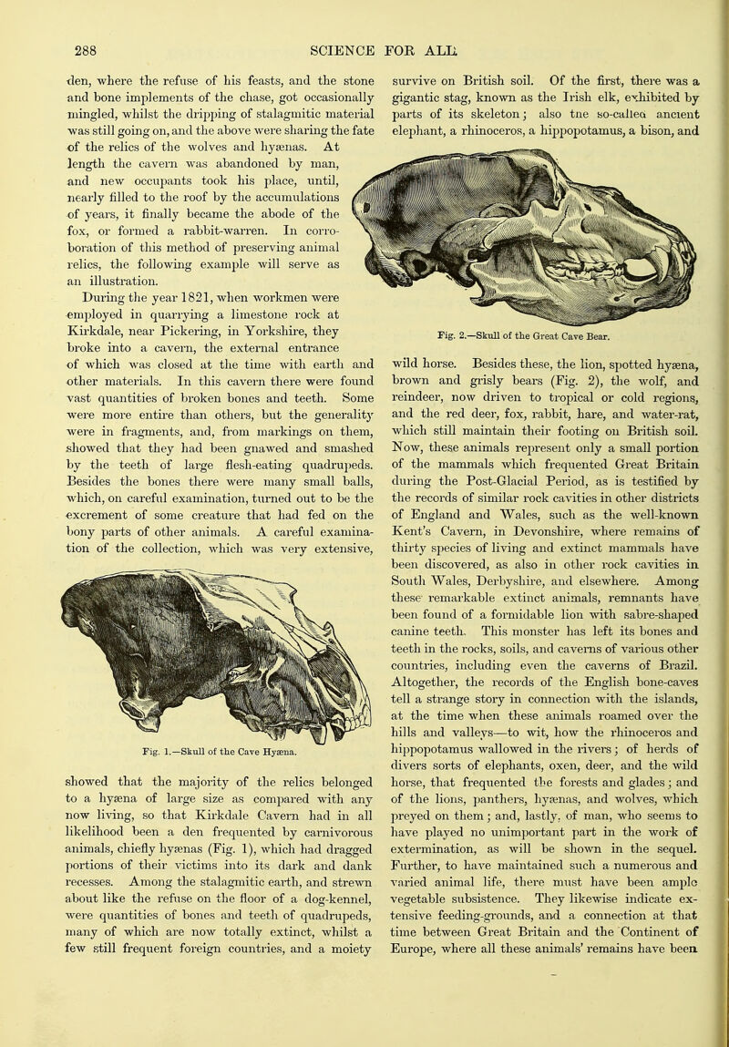 <len, where the refuse of his feasts, and the stone and bone implements of the chase, got occasionally mingled, whilst the dripping of stalagmitic material was still going on, and the above were sharing the fate of the relics of the wolves and hysenas. At length the cavern was abandoned by man, and new occupants took his place, until, nearly filled to the roof by the accumulations of years, it finally became the abode of the fox, or formed a rabbit-warren. In corro- boration of this method of preserving animal relics, the following example will serve as an illustration. During the year 1821, when workmen were employed in quarrying a limestone rock at Kirkdale, near Pickering, in Yorkshii-e, they broke into a cavern, the external entrance of which was closed at the time with earth and other materials. In this cavern there were found Tast quantities of broken bones and teeth. Some were more entii-e than others, but the generality were in fragments, and, from markings on them, showed that they had been gnawed and smashed by the teeth of large flesh-eating quadrupeds. Besides the bones there were many small balls, which, on careful examination, tiirned out to be the excrement of some creature that had fed on the bony parts of other animals. A careful examina- tion of the collection, which was very extensive. survive on British soil. Of the first, there was a gigantic stag, known as the Irish elk, exhibited by parts of its skeleton; also tne so-called ancient elephant, a rhinoceros, a hippopotamus, a bison, and Fig. 1.—Skull of the Cave Hysena. showed that the majoiity of the relics belonged to a hysena of large size as compared with any now living, so that Kirkdale Cavern had in all likelihood been a den frequented by carnivorous animals, chiefly hyaenas (Fig. 1), which had dragged portions of their victims into its dark and dank recesses. Among the stalagmitic earth, and strewn about like the refuse on the floor of a dog-kennel, were quantities of bones and teeth of quadrupeds, many of which are now totally extinct, whilst a few still frequent foreign countries, and a moiety Fig. 2.—SkuU of the Great Cave Bear. wild horse. Besides these, the lion, spotted hysena, brown and giisly bears (Fig. 2), the wolf, and reindeer, now driven to tropical or cold regions, and the red deer, fox, rabbit, hare, and water-rat, which still maintain their footing on British soil. Now, these animals represent only a small portion of the mammals which frequented Great Britain during the Post-Glacial Period, as is testified by the records of similar rock cavities in other disti'icts of England and Wales, such as the well-known Kent's Cavern, in Devonshire, where remains of thirty species of living and extinct mammals have been discovered, as also in other rock cavities in. South Wales, Derbyshire, and elsewhere. Among these remarkable extinct animals, remnants have been found of a formidable lion with sabre-shaped canine teeth. This monster has left its bones and teeth in the rocks, soils, and caverns of various other countries, including even the caverns of Brazil. Altogether, the records of the English bone-caves tell a strange story in connection with the islands, at the time when these animals roamed over the hills and valleys—to wit, how the rhinoceros and hippopotamus wallowed in the rivers; of herds of divers sorts of elephants, oxen, deer, and the wild horse, that frequented the forests and glades; and of the lions, panthers, hyaenas, and wolves, which preyed on them; and, lastly, of man, who seems to liave played no unimportant part in the work of extermination, as will be shown in the sequel. Further, to have maintained siich a numerous and varied animal life, there must have been ample vegetable subsistence. They likewise indicate ex- tensive feeding-grounds, and a connection at that time between Great Britain and the Continent of Europe, where all these animals' remains have been