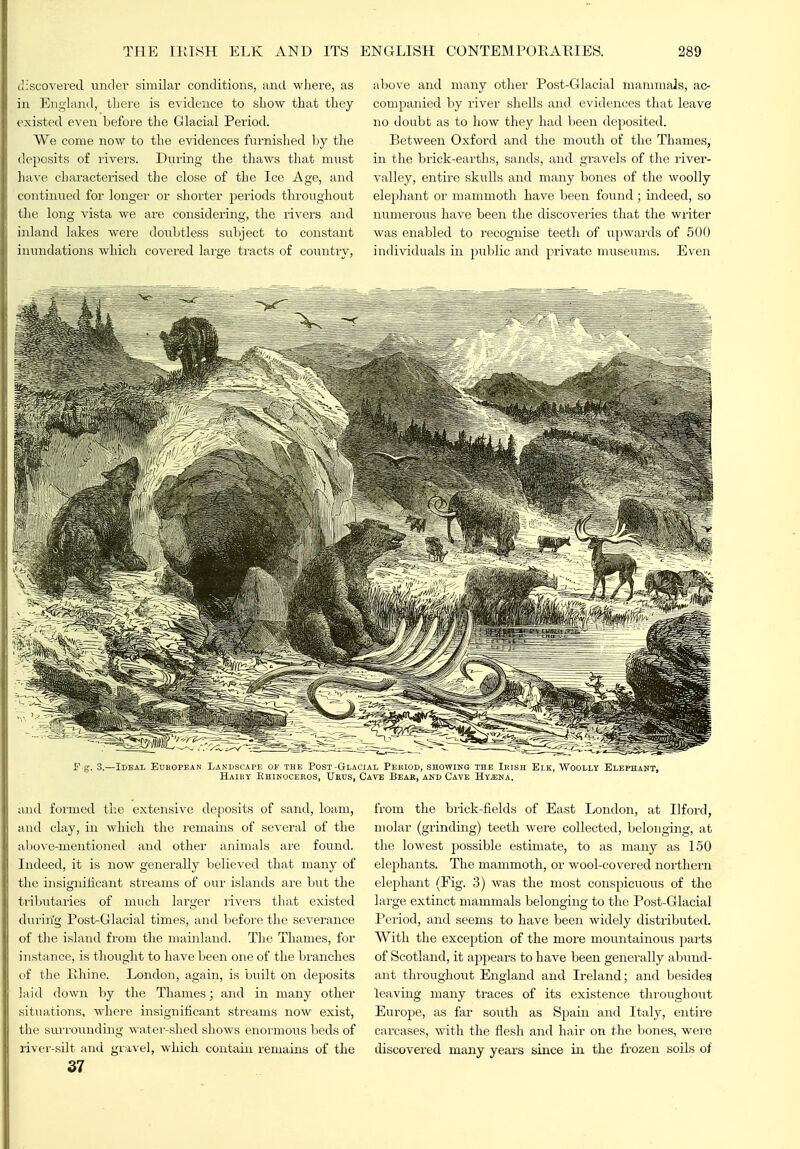 I'iscovered. vinder similar conditions, and where, as ill England, there is evidence to show that they rxisted even before the Glacial Period. We come now to the evidences furnished by the deposits of rivers. During the thaws that mnst have characterised the close of the Ice Age, and continued for longer or shorter periods tlu'oughout the long vista we are considering, the rivers and ijiland lakes were doiibtless subject to constant inundations which covered large tracts of country, above and many other Post-Glacial mammals, ac- companied by river shells and evidences that leave no doubt as to how they had been deposited. Between Oxford and the mouth of the Thames, in the brick-earths, sands, and gravels of the river- valley, entire skulls and many bones of the woolly elephant or mammoth have been found; indeed, so numerous have been the discoveries that the wi-iter was enabled to recognise teeth of upwards of 500 individuals in public and private museums. Even -Ideal Eukopean Lanuscape of the Post-Glacial Pekiod, showing the Ieish Elk, Woolly Elephant, Haihy Khinoceros, Ueus, Cave Beak, and Cave Hy;eha. and formed the extensive deposits of sand, loam, and clay, in which the remains of several of the al )Ove-mentioned and other animals are found. Indeed, it is now generally believed that many of the insigniiicant streams of our islands are but the tributaries of much larger livei's tliat existed during Post-Glacial times, and before the severance of the island from the mainland. The Thames, for instance, is thought to have been one of the branches of the Khine. London, again, is built on deposits laid doAvn by the Thames; and in many other situations, where insignificant streams now exist, the siu'rounding water-shed shows enormous beds of river-silt and gravel, which contain remains of the 37 from the brick-fields of East London, at Ilford, molar (grinding) teeth were collected, belonging, at the lowest j^ossible estimate, to as many as 150 elephants. The mammoth, or wool-covered northern elepliant (Fig. 3) was the most conspicuous of the large extinct mammals belonging to the Post-Glacial Period, and seems to have been widely distributed. With the exception of the more mountainous parts of Scotland, it appears to have been generally abund- ant throughout England and Ireland; and besidea leaving many traces of its existence throughout Europe, as far south as Spain and Italy, entire carcases, with the flesh and hair on the bones, were discovered many years since in the frozen soils of