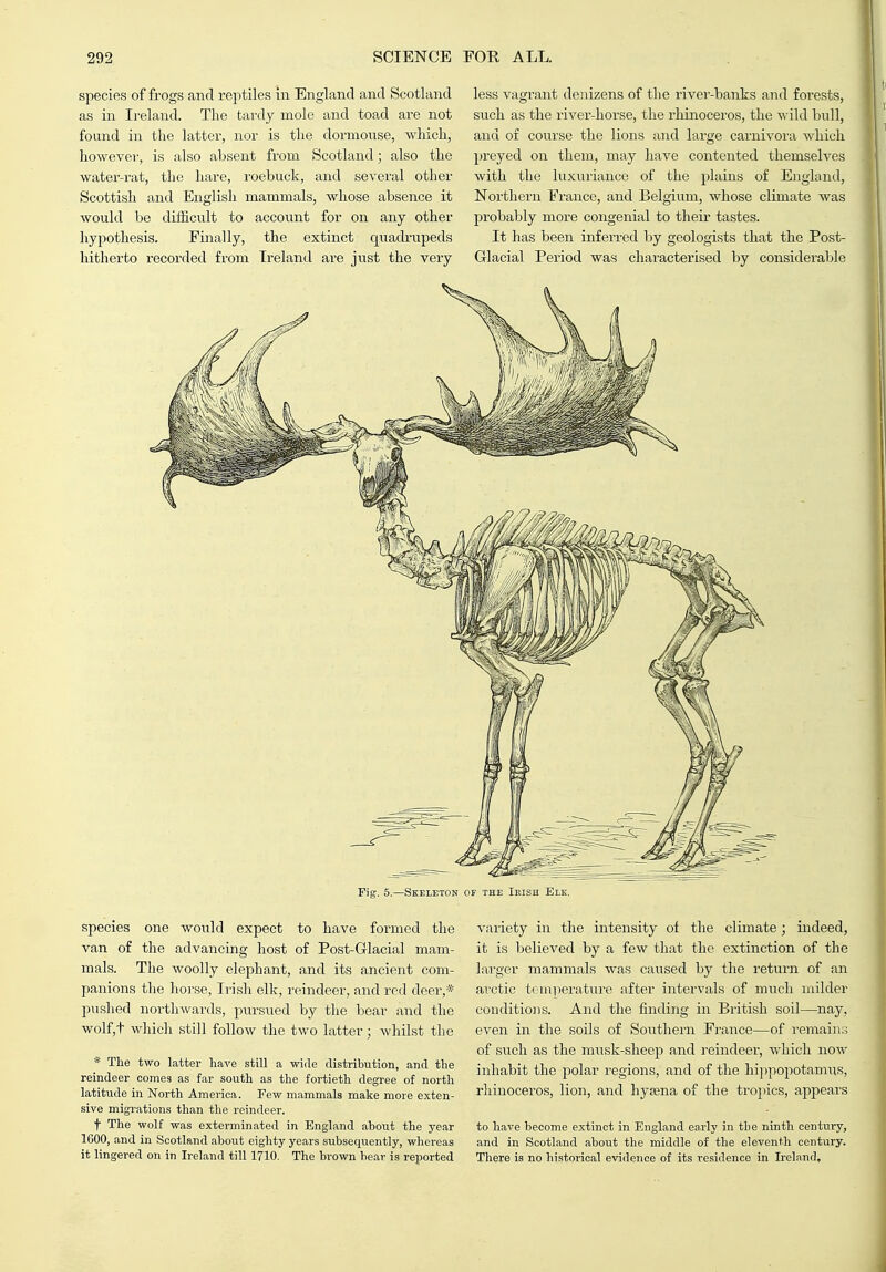 species of frogs and reptiles in England and Scotland as in Ireland. The tardy mole and toad are not found in the latter, nor is the dormouse, which, howevei-, is also absent fi-om Scotland; also the water-rat, the hare, roebuck, and sevei'al other Scottish and English mammals, whose absence it would be difficult to account for on any other hypothesis. Finally, the extinct quadrupeds hitherto recorded from Ireland ai'e just the very less vagrant denizens of the river-banks and foi'ests, such as the river-horse, the rhinoceros, the wild bull, and of course the lions and large carnivora which preyed on them, may have contented themselves with the luxuriance of the plains of England, Northern France, and Belgium, whose climate was probably more congenial to their tastes. It has been inferred by geologists that the Post- Glacial Period was characterised by considerable Fig. 5.—Skeleton of the Irish Elk, species one would expect to have formed the van of the advancing host of Post-Glacial mam- mals. The woolly elephant, and its ancient com- panions the hoi-se, Irish elk, reindeer, and red deer,* pushed northwards, pursiied by the bear and the wolf,t which still follow the two latter; whilst the * The two latter have still a wide distribution, and the reindeer comes as far south as the fortieth degree of north latitude in North America. Few mammals make more exten- sive migrations than the reindeer. t The wolf was exterminated in England about the year 1600, and in Scotland about eighty years subsequently, whereas it lingered on in Ireland till 1710. The brown bear is reported variety in the intensity of the climate; indeed, it is believed by a few that the extinction of the larger mammals was caused by the return of an ai'ctic tc iniierature after intervals of much milder conditio]! s. And the finding in British soil—nay, even in the soils of Southern France—of remains of such as the musk-sheep and reindeer, which now inhabit the polar regions, and of the hippopotamus, rhinoceros, lion, and hysena of the tropics, appears to have become extinct in England early in the ninth century, and in Scotland about the middle of the eleventh century. There is no historical evidence of its residence in Ireland,