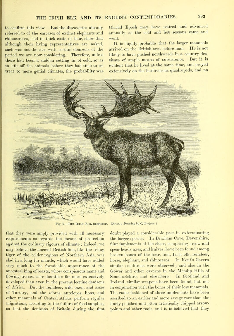 to confirm tliis view. But tlie discoveries already referred to of tlie carcases of extinct elephants and rhinoceroses, clad in thick coats of hair, show that although their living representatives are naked, sdch was not the case ^vitli certain denizens of the period we are now considering. Therefore, unless there had been a siidden setting in of cold, so as to kill off the animals before they had time to re- treat to more genial climates, the probability was Glacial Epoch may have retired and advanced annually, as the cold and hot seasons came and went. It is highly probable that the larger mammals arrived on the British area before man. He is not likely to have pushed northwards in a country des- titute of ample means of subsistence. But it is evident that he lived at the same time, and preyed extensively on the herbivorous quadrupeds, and no Fig. 6.—The Ieish Ei.k, restoked. (From a Bmwincj by C. Bcrjcau.) that they were amply provided with all necessary reqiiirements as regards the means of protection against the ordinary rigours of climate ; indeed, we may believe the ancient British lion, like the living tiger of the colder regions of Northern Asia, was clad in a long fur mantle, which would have added very much to the formidable appearance of the ancesti-al king of beasts, whose conspicuous mane and flowing tresses were doubtless far more extensively developed than even in the present leonine denizens of Africa. But the reindeer, wild oxen, and asses of Tartary, and the zebr<a,s, antelopes, lions, and other mammals of Central Africa, perform regular migrations, according to the failure of food-supplies, so that the denizens of Britain during the first doubt played a considerable part in exterminating the larger species. In Brixham Cave, Devonshire, flint implements cf the chase, comprising arrow and spear heads, axes, and knives, have been found among broken bones of the bear, lion, Irish elk, reindeer, horse, elephant, and rhinoceros. In Kent's Cavern similar conditions -were observed ; and also in the Gower and other cavei'ns in the Mendip Hills of Somersetshire, and elsev.here. In Scotland and Ireland, similar weapons have been found, Init not in conjunction vnili the bones of their lost mammals. Tlie ruder-fashioned of these implements have been ascribed to an earlier and more savage race than the finely-polished and often artistically chipped arrow- points and other tools, nvd it is believed that they