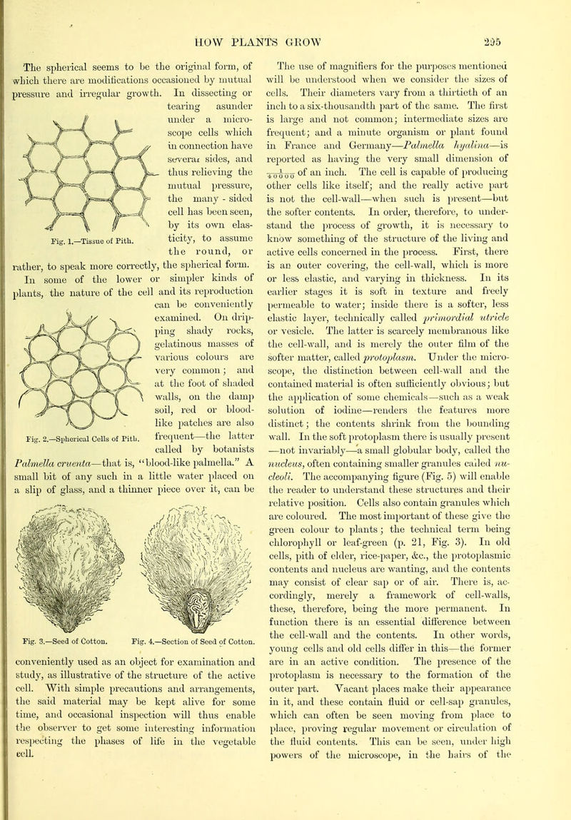 ■Tissue of Pith. The spherical seems to be the original form, of which there are modifications occasioned by mutual pressTire and ii-regular growth. In dissecting or tearing asunder under a mici-o- scope cells -which in connection have several sides, and thus relieving the mutual pressure, the many - sided cell has been seen, by its own elas- ticity, to assume the round, or rather, to speak more correctly, the spherical form. In some of the lower or simpler kinds of plants, the nature of the cell and its reproduction can be conveniently examined. On drip- ping shady rocks, gelatinous masses of various colours are very common; and at tlie foot of shaded walls, on the damp soil, red or blood- like patches are also frequent—the latter called by botanists Palmella cTuenta—tliat is, blood-like palmella. A small bit of any such in a little water placed on a slip of glass, and a thinner piece over it, can be ■Splierical Cells of Pitb. Pig. 3.—Seed of Cotton. Fig. 4.—Section of Seed of Cotton. conveniently used as an object for examination and study, as illustrative of the structure of the active t ell. With simple precautions and arrangements, the said material may be kept alive for some time, and occasional inspection will thus enable t]ie observer to get some interesting information respecting the phases of life in the vegetable cell. The use of magnifiers for the pur))oses mentioned will be understood when we consider the sizes of cells. Their diameters vary from a thirtieth of an inch to a six-thousandth part of the same. The first is large and not common; intermediate sizes are frequent; and a minute organism or plant found in France and Germany—Fahmlla hyalhia—is re])orted as having the very small dimension of ^^^y of an inch. The cell is capable of producing other cells like itself; and the really active pai't is not the cell-wall—when such is present—but the softer contents. In order, therefore, to under- stand the process of growth, it is necessary to know something of the structure of the living and active cells concerned in the process. First, there is an outer covering, the cell-wall, which is more or less elastic, and varying in thickness. In its earlier stages it is soft in texture and freely permeable to water; inside there is a softer, less elastic layer, technically called pr'vnMrd'iaL utricle. or vesicle. The latter is scarcely membranous like the cell-wall, and is merely the outer film of the softer matter, called protoplasm. Under the micro- scope, the distinction between cell-wall and the contained material is often sufficiently obvious; but the application of some chemicals—such as a weak solution of iodine—renders the features more distinct; the contents shrink from the Ijounding wall. In the soft j^rotoplasm there is usually present —not invariably—a small globular body, called the Hudeus, often containmg smaller granules called nu- cleoli. The accompanying figure (Fig. 5) will enaljle the reader to understand these structures and their relative position. Cells also contain granules wliich are coloured. The most important of these give the green colour to plants; the technical term being chlorophyll or leaf-green (p. 21, Fig. 3). In old cells, pith of elder, rice-paper, &c., the protoplasmic contents and nucleus are wanting, and the contents may consist of clear sap or of air. There is, ac- cordingly, merely a framewoik of cell-walls, these, therefore, being the moi'e permanent. In function there is an essential difference between the cell-wall and the contents. In other words, young cells and old cells differ in this—the former are in an active condition. The presence of the protoplasm is necessary to the formation of the outer part. Vacant places make their appearance in it, and tliese contain fluid or cell-sap granules, which can often be seen mo^dng from place to place, proving regular movement or cii'culation of the fluid contents. This can be seen, rinder high powers of the microscope, in the hairs of the