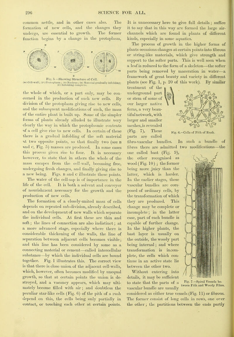 common nettle, and m other cases also. The formation of new cells, and the changes they undergo, are essential to growth. The former function begins by a change in the protoplasm. Fig. 5.—Showing Structure of Cell, (w)Cell-wall; (i>) Protoplasm ; (x)Nucleus; (B) Jlatcrialgradually infoldlui;; (cj lufolding complete. the wliole of wliich, or a part only, may be con- cerned in the production of such new cells. By division of the protoplasm giving rise to new cells, and the subsequent modifications of such, the mass of the entire plant is built up. Some of the simpler forms of plants already alluded to illustrate very clearly the way in which the protoplasmic contents of a cell give rise to new cells. In certain of these there is a gradual infolding of the soft material at two opposite points, so that finally two (see B and c, Fig. 5) masses are produced. In some cases this process gives rise to four. It is necessary however, to state that in otliers the Avhole of the mass escapes from the cell-wall, becoming free, undergoing fresh changes, and finally giving rise to a new being. Figs, b and c illustrate these points. The water of the cell-sap is of impoi'tance in the life of the cell. It is both a solvent and conveyer of nourishment necessary for the growth and the production of new cells. The formation of a closely-united mass of cells depends on repeated sub-division, already described, and on the development of new walls which separate the individual cells. At first these are thin and soft; the lines of connection are also indistinct; at a more advanced stage, especially where there is considerable thickening of the Avails, the line of separation between adjacent cells becomes visible; and this line has been considered by some as a connecting material or cement—called intercellular substance—by which the individual cells are bound together. Fig. 1 illustrates tliis. The correct view is that there is close union of the adjacent cell-walls, which, however, often becomes modified by unequal growth, so that at certain points the union is de- stroyed, and a vacancy appears, which may ulti- mately become filled with air; and doubtless the peculiar star-like cells (Fig. 6) of the pith of a rusli depend on this, the cells being only jiartially in contact, or touching each other at certain points. il rig. 6.—Cells of Pitli of Eusli. It is unnecessary here to give full details; sufiice it to say that in this way are formed the large aii- channels which are found in plants of different kinds, especially in some aquatics. The process of growth in the higher forms of plants occasions changes at certain points into fibrous or string-like materials, Avhich give strength and support to the softer parts. This is well seen when a leaf is reduced to the form of a skeleton—the softer parts being removed by maceration in water—a framework of great beauty and variety in different plants (see Fig. 1, p. 20 of this work). By similar treatment of the underground part or stem of some of our larger native ferns, a very beau- tiful network, with larger and smaller meshes, is revealed (Fig. 7). These pai'ts are called fibro-vascular bundles. In such a bundle of fibres there are admitted two modifications—the one called bast (Fig. 9), the other recognised as wood (Fig. 10) ; the former being more juicy than the latter, which is harder. In the earlier stages, these vascular bundles are com- posed of ordinary cells, by the transformation of which they are produced. This change may be complete or incomjjlete; in the latter case, part of each bundle is capable of further change. In the higher plants, the bast layer is \isually on the outside, the woody part being internal; and whei-e transformation is incom- plete, the cells which con- tinue iir an active state lie between the other two. Without entering into details, it may be sufficient to state that the parts of a vascular bundle are usually considered as either true vessels (Fig. 11) or fibrous. The former consist of long cells in rows, one over the other; the partitions between the ends pai-tly Pig. 7.—Spiral Vessels he- tweeu Pitli and Woody Fibre,