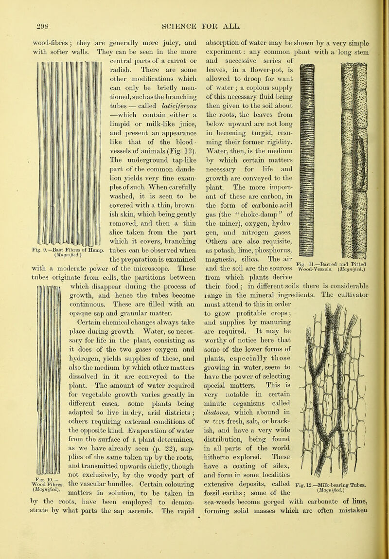 Fii . 9.—Bast ribres of Hemp. (Magnified.) wood-fibres; they are generally more juicy, and with softer walls. They can be seen in the more central pai'ts of a carrot or radish. There are some other modifications which can only be briefly men- tioned, such as the branching tubes — called laticiferous —which contain either a limpid or milk-like juice, and present an appearance like that of the blood- vessels of animals (Fig. 12). The underground tap-like part of the common dande- lion yields very fine exam- ples of such. When carefully washed, it is seen to be covered with a thin, brown- ish skin, which being gently removed, and then a thin slice taken from the part which it covers, branching tubes can be observed when the preparation is examined with a moderate power of the microscope. These tubes originate from cells, the partitions between which disappear during the process of growth, and hence the tubes become continuous. These are filled with an opaque sap and granular matter. 11| , ij [ Certain chemical changes always take place during growth. Water, so neces- sary for life in the plant, consisting as it does of the two gases oxygen and hydrogen, yields supplies of these, and also the medium by which other mattei's dissolved in it are conveyed to the plant. The amount of water requiied for vegetable growth varies greatly in difierent cases, some plants being adapted to live in dry, arid districts; others requiring external conditions of the oj)posite kind. Evaporation of water from the surface of a plant determines, as we have already seen (p. 22), sup- plies of the same taken up by the roots, and transmitted upwards chiefly, thoiigh not exclusively, by the woody part of Wood Fibres, the vascular bundles. Certain colouring {Magnified). j^g^^^gj.g -^^ solution, to bs taken in by the roots, have been employed to demon- strate by what parts the sap ascends. The rapid. Fig. 11. Wood-Vessels Barred and Pitted (Magnified.) absorption of water may be shown by a very simple experiment: any common plant with a' long stem and successive series of leaves, in a flower-pot, is allowed to di'oop for want of water J a copious supply of this necessary fluid being- then given to the soil about the roots, the leaves from below upward are not long in becoming turgid, resu- ming their former rigidity. Water, then, is the medium by which certain matters necessary for life and growth are conveyed to the plant. The more import- ant of these are carbon, in the form of carbonic-acid gas (the  choke-damp  of the miner), oxygen, hydro- gen, and nitrogen gases. Others ai'e also requisite, as potash, lime, phosphorus, magnesia, silica. The air and the soil are the sources from which plants derive their food ; in difi'erent soils tliere is considerable ransre in the mineral ingredients. The cultivator must attend to this in order to grow profitable ci'ops; and supi^lies by manvu'ing are required. It may be worthy of notice here that some of the lower forms of jjants, especially those growing in water, seem to have the power of selecting sjiecial matters. This is very notable in certain minute organisms called diatoms, which abound in w tcrs fresh, salt, or brack- ish, and have a very wide distribution, being found in all jjarts of the world hitherto explored. These have a coating of silex, and fonu in some localities extensive deposits, called fossil earths; some of the sea-weeds become goi'ged with carbonate of lime, forming solid masses which are often mistaken Fig. 12.—^Milk-bearing Tubes. (Magnified.)