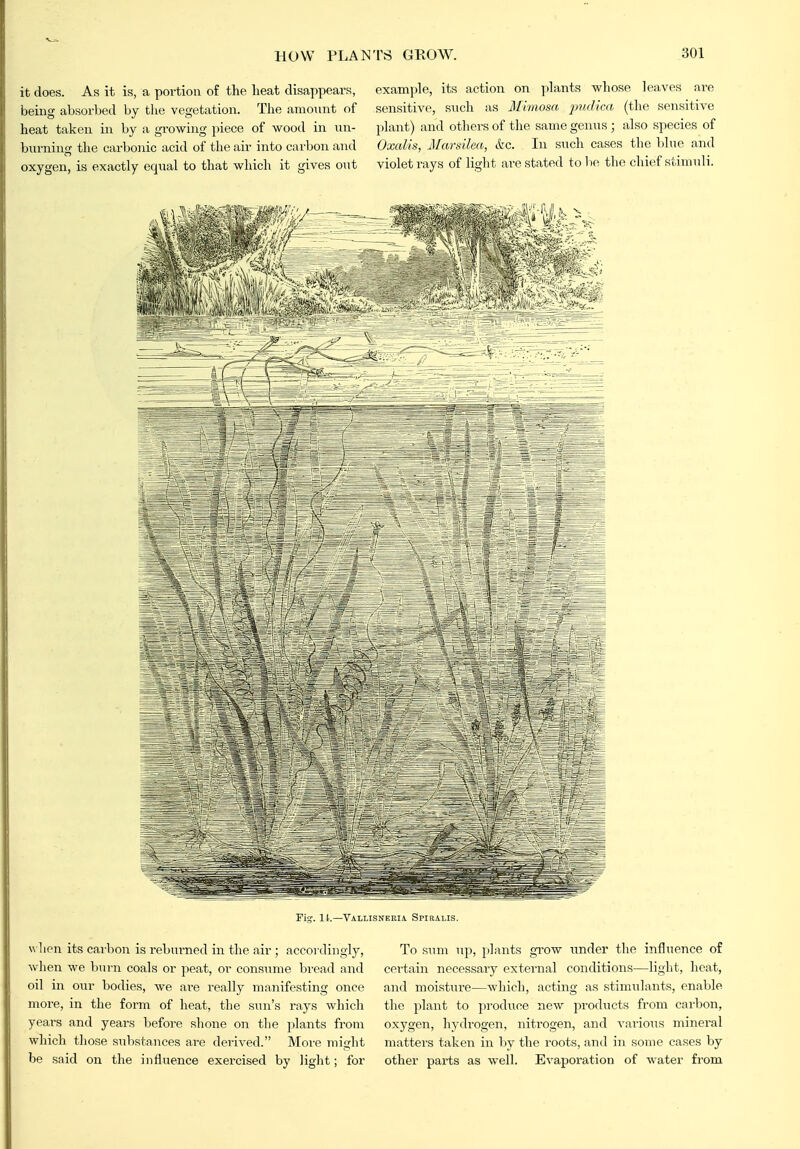 HOW PL A it does. As it is, a portion of the lieat disappears, being absorbed by the vegetation. The amount of heat taken iii by a growing piece of wood in iin- biirnins; tlie carbonic acid of the air into carbon and oxygen, is exactly equal to that which it gives out TS GROW. 301 example, its action on ])lants whose leaves are sensitive, sticIi as Mimosa j^udica (the sensitive plant) and others of the same gen\is ; also species of Oxal'is, Marsilea, etc. In STich cases the blue a,nd violet rays of light are stated to l)e the chief stimuli. Fig. It.—Vallisneeia Spiralis. w hen its cai bon is reburned in the air ; accordingly, Avhen we burn coals or peat, or consume bread and oil in our bodies, we are really manifesting once more, in the form of heat, the sun's rays which years and years before shone on the plants from which those substnnces are derived. More might be said on the influence exercised by light; for To sum up, plants gTow imder the influence of certain necessary extei'nal conditions—light, heat, and moisture—which, acting as stimulants, enable the plant to produce new products from carbon, o.xygen, hydrogen, nitrogen, and vai'ious mineral matters taken in by the roots, and in some cases by other parts as well. Evaporation of water from