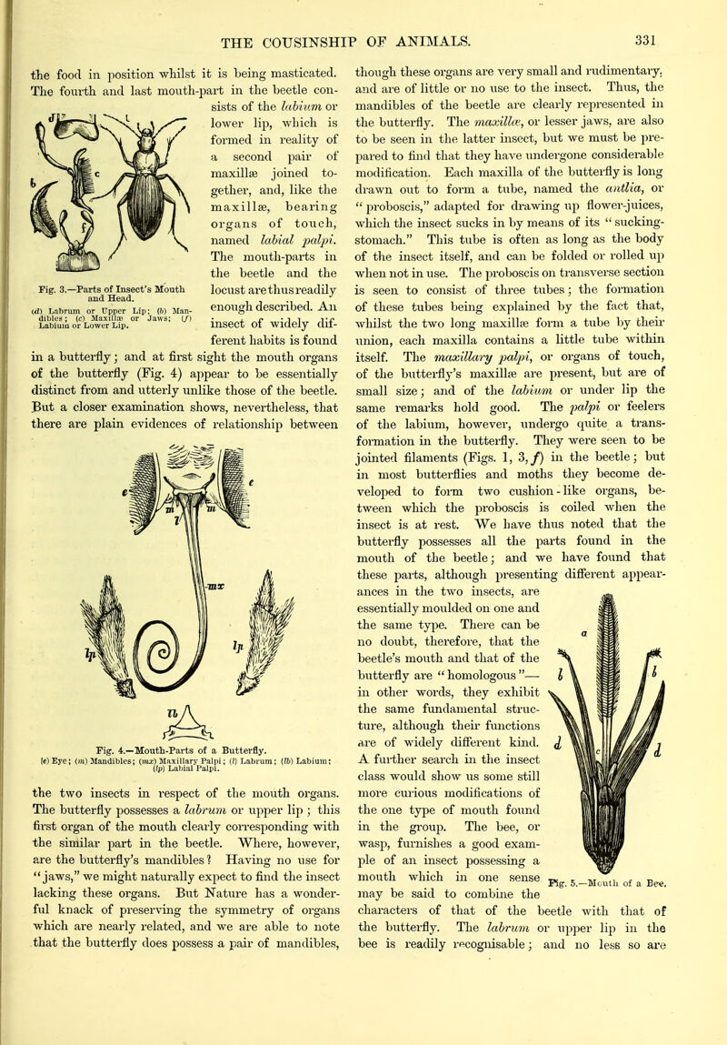 the food in position whilst it is being masticated. The fourth and last mouth-part in the beetle con- sists of the labium or —*^ ^'^ - ' lower lip, which is formed in reality of a second pair of maxillae joined to- gether, and, like the maxillse, bearing organs of touch, named labial jxdpi. The mouth-parts in the beetle and the locust are thus readily enough described. An insect of widely dif- ferent habits is found in a butterfly; and at first sight the mouth organs of the butterfly (Fig. 4) appear to be essentially distinct from and utterly unlike those of the beetle. But a closer examination shows, nevertheless, that there are plain evidences of relationship between Fig. 3.—Parts of Insect's Moutli and Head. ^d^ Labrum or Upper Lip; (W Man- dibles ; (c) Maxillae or Jaws; (/) Labium or Lower Lip. Pig. 4.—Mouth-Parts of a Butterfly. |e)Eye; (m) Mandibles; (mx) Maxillary Palpi; ()) Labrum; (id) Labium; Labial Palpi. the two insects in respect of the mouth organs. The butterfly possesses a labrum or upper lip ; this first organ of the mouth clearly corresponding with the similar part in the beetle. Where, however, are the butterfly's mandibles^ Having no use for jaws, we might naturally expect to find the insect lacking these organs. Biit Nature has a wonder- ful knack of preserving the symmetry of organs which are nearly related, and Ave are able to note that the butterfly does possess a pair of mandibles, though these organs are very small and rudimentary, and are of little or no use to the insect. Thus, the mandibles of the beetle are clearly represented in the butterfly. The maxilke, or lesser jaws, are also to be seen in the latter insect, but we must be pre- pai'ed to find that they have undergone considerable modification. Each maxilla of the butterfly is long drawn out to form a tube, named the untlia, or  proboscis, adapted for drawing up flower-juices, which the insect sucks in by means of its  siicking- stomach. This tube is often as long as the body of the insect itself, and can be folded or rolled up when not in use. The proboscis on transverse section is seen to consist of thi-ee tubes; the formation of these tubes being explained by the fact that, whilst the two long maxillaj form a tube by their union, each maxilla contains a little tube within itself. The maxillary palpi, or organs of touch, of the butterfly's maxillte are present, but are of small size; and of the labium or under lip the same remarks hold good. The ;pa/^t or feelers of the labium, however, undei-go quite a trans- formation in the butterfly. They were seen to be jointed filaments (Figs. 1, 3,/) in the beetle; but in most butterflies and moths they become de- veloped to form two cushion-like organs, be- tween which the proboscis is coiled when the insect is at rest. VVe have thus noted that the butterfly possesses all the parts found in the mouth of the beetle; and we have found that these parts, although presenting difierent appear- ances in the two insects, are essentially moulded on one and the same type. There can be no doubt, therefore, that the beetle's mouth and that of the butterfly ai-e  homologous — in other words, they exhibit the same fundamental struc- ture, although theu functions are of widely difierent kmd. A further search in the insect class would show us some still more curious modifications of the one type of mouth found in the group. The bee, or wasp, furnishes a good exam- ple of an insect possessing a mouth which in one sense may be said to combine the characters of that of the beetle with that of the biitterfly. The labrum or upper lip in the bee is readily rficognisable; and no less so are Pig. 5.—Mtutli of a Bee.