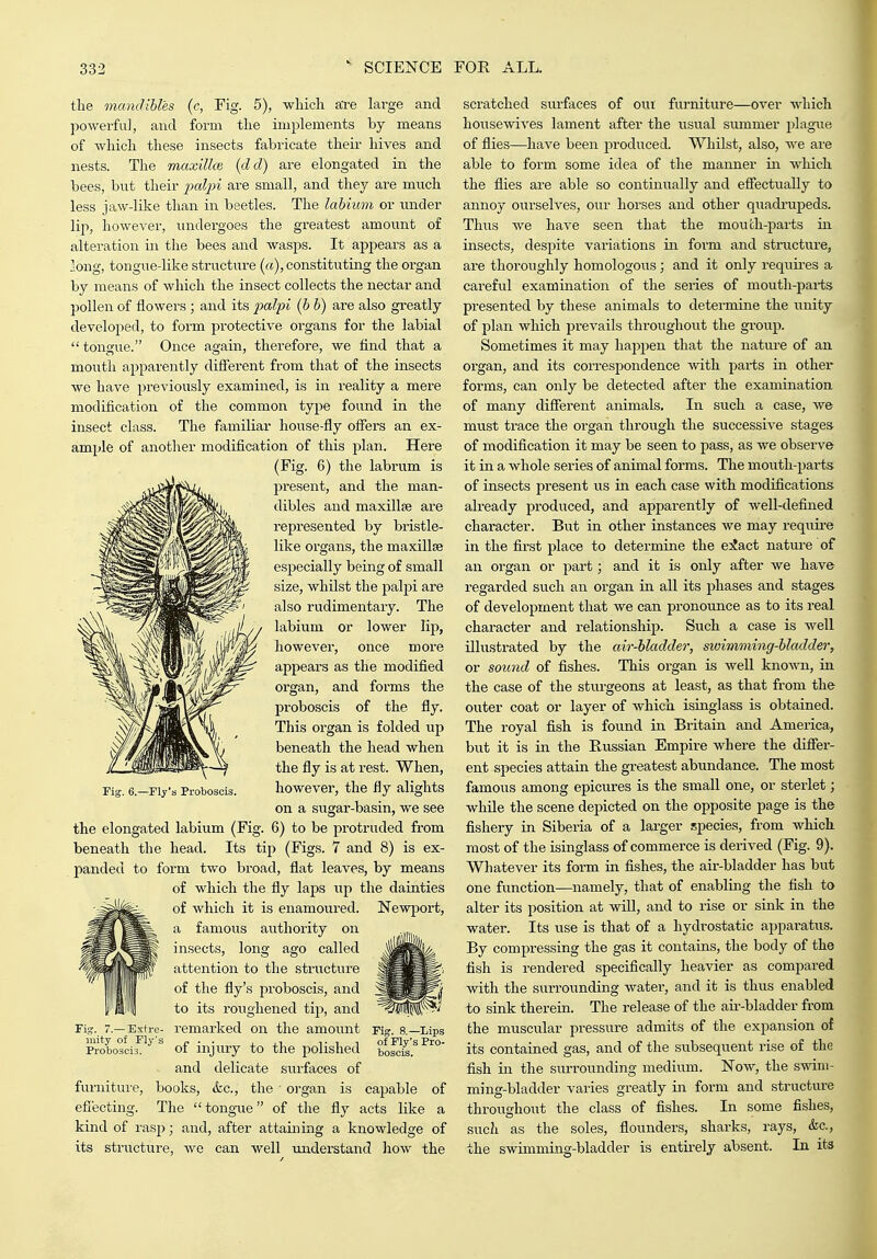 the mandibles (c, Eig. 5), whicli aTe large and jiowerfu], and form the implements by means of which these insects fabricate theu- hives and nests. The maxillce {eld) are elongated in the bees, but their jyaljn are small, and they are mvich less jaw-like than in beetles. The labium or under lip, however, undergoes the greatest amount of alteration in the bees and wasps. It appears as a long, tongue-like structui-e («), constituting the organ by means of which the insect collects the nectar and pollen of flowers; and its ^ja/pi (6 b) are also gi-eatly developed, to form protective organs for the labial tongue. Once again, therefore, we find that a mouth apparently different from that of the insects we have previously examined, is in reality a mere modification of the common type found in the insect class. The familiar house-fly offers an ex- ample of another modification of this plan. Here (Fig. 6) the labrum is present, and the man- dibles and maxillse are represented by bristle- like organs, the maxillse especially being of small size, whilst the palpi are also rudimentary. The labium or lower lip, however, once more appears as the modified organ, and forms the proboscis of the fly. This organ is folded up beneath the head when the fly is at rest. When, however, the fly alights on a sugar-basin, we see the elongated labium (Fig. 6) to be protruded from beneath the head. Its tip (Figs. 7 and 8) is ex- panded to form two broad, flat leaves, by means of which the fly laps up the dainties of which it is enamoured. Newport, a famous authority on insects, long ago called attention to the structure of the fly's proboscis, and to its roughened tip, and remarked on the amount of injiiry to the polished and delicate siu-faces of furnitui-e, books, &c., the ■ organ is capable of efi'ecting. The tongue of the fly acts like a kind of rasp; and, after attaining a knowledge of its structure, we can well understand how the Fly's Proboscis. Fig. 7.—Extre- mity of riy's Proboscis. Fig. 8.—Lips of Fly's Pro- boscis. scratched surfaces of oui furniture—over which housewives lament after the usual summer plague of flies—have been produced. Whilst, also, we are able to form some idea of the manner in which the flies are able so continually and effectually to annoy ourselves, our horses and other quadrupeds. Thus we have seen that the mouth-parts in insects, despite variations in form and structure, are thoroughly homologous; and it only requires a careful examination of the series of mouth-parts presented by these animals to determine the unity of plan which prevails throughout the group. Sometimes it may happen that the nature of an organ, and its correspondence with parts in other forms, can only be detected after the examination of many different animals. In such a case, we must trace the organ through the successive stages of modification it may be seen to pass, as we observe it in a whole series of animal forms. The mouth-parts of insects present us in each case with modifications already produced, and apparently of well-defined character. But in other instances we may requii-e in the first place to determine the e:!?act nature of an organ or part; and it is only after we have regarded such an organ in all its phases and stages of development that we can pronounce as to its real character and relationship. Such a case is well illustrated by the air-hladder, swimming-hlcodder, or sound of fishes. This organ is well known, in the case of the sturgeons at least, as that from the outer coat or layer of which isinglass is obtained. The royal fish is found in Britain and America, but it is in the Russian Empire where the differ- ent species attain the greatest abundance. The most famous among epicures is the small one, or sterlet; while the scene depicted on the opposite page is the fishery in Siberia of a larger species, from which most of the isinglass of commerce is derived (Fig. 9}. Whatever its form in fishes, the air-bladder has but one function—namely, that of enabling the fish to alter its position at will, and to rise or sink in the water. Its use is that of a hydrostatic apparatus. By compressing the gas it contains, the body of the fish is rendered specifically heavier as compared with the surrounding water, and it is thus enabled to sink therein. The release of the air-bladder from the muscular pressure admits of the expansion of its contained gas, and of the subsequent rise of the fish in the surrounding medium. Now, the swim- ming-bladder varies greatly in form and structure throughout the class of fishes. In some fishes, such as the soles, flounders, sharks, rays, &c., the swimming-bladder is entirely absent. In its