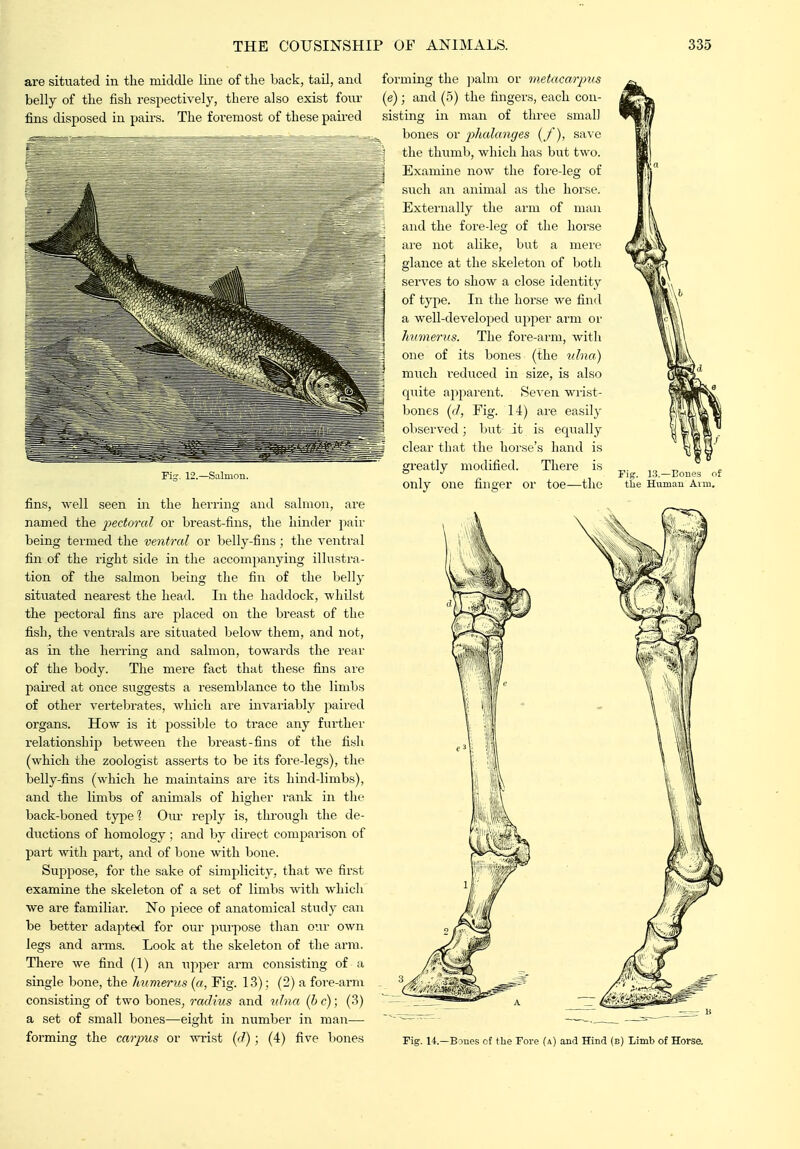 are situated in the middle line of the back, tail, and belly of the fish respectively, there also exist four fins disposed in pairs. The foremost of these paired Fiy. 12.—Salmon. fins, well seen in the herring and salmon, are named the pectoral or breast-fins, the hinder pair being termed the ventral or belly-fins; the A^entral fin of the right side in the accompanying illustra- tion of the salmon being the fin of the bellj- situated nearest the head. In the haddock, ■whilst the pectoral fins are placed on the breast of the fish, the ventrals are situated below them, and not, as in the herring and salmon, towards the rear of the body. The mere fact that these fins are paii-ed at once suggests a resemblance to the limbs of other vertebrates, which are invariably paired organs. How is it 250ssible to trace any further relationship betweeii the breast-fins of the fish (which the zoologist asserts to be its fore-legs), the belly-fins (which he mamtains are its hind-limbs), and the limbs of animals of higher rank in the back-boned tj^al Our reply is, through the de- diictions of homology; and by direct comparison of part with part, and of bone with bone. Suppose, for the sake of simjilicity, that we first examine the skeleton of a set of limbs -with whicli we are familial-. No piece of anatomical study can be better adapted for our purpose than our own legs and arms. Look at the skeleton of the arm. There we find (1) an upper arm consisting of a single bone, the humerus («, Fig. 13); (2) a fore-arm consisting of two bones^ radius and ulna (he); (3) a set of small bones—eight in number in man— forming the carpus or wrist (c?); (4) five bones forming the ])alm or metacarpus (e) ; and (.5) the fingers, each con- sisting in man of three small bones or ^^halanges {/), save the thumb, which has but two. Examine now the foi-e-leg of such an animal as the horse. Externally the arm of man and the fore-leg of the horse are not alike, but a mere glance at the skeleton of both serves to show a close identity of type. In the horse we find a well-developed upper arm or humerus. The fore-arm, with one of its bones (the v.hw) much reduced in size, is also quite apparent. SeA'en wrist- bones (c/. Fig. 14) are easily observed; but- it is equally clear that the horse's hand is greatly modified. There is only one finger or toe—the Fig. 13.—Eoues of the Human Arm. Fig. 14.—Bones cf the Fore (a) and Hind (e) Limb of Horse.