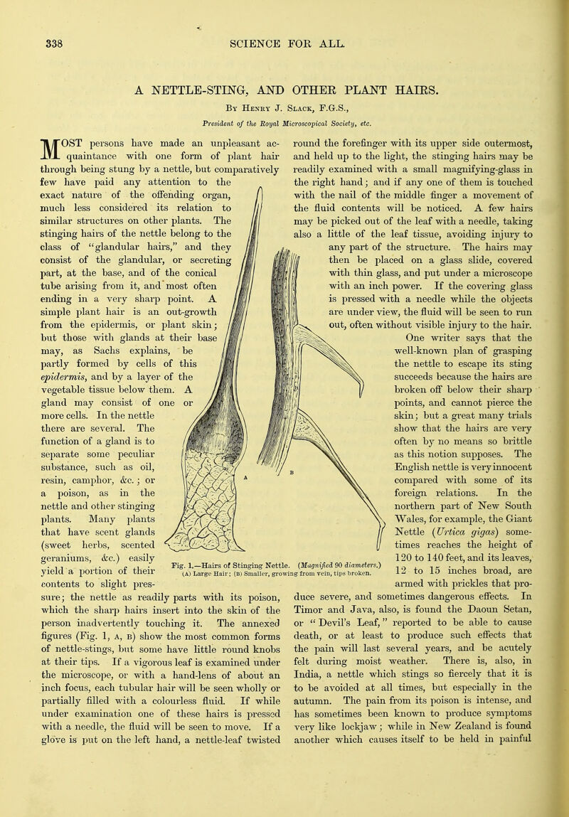 A NETTLE-STING, AND OTHEE PLANT HAIES. By Henry J. Slack, F.G.S., President of the Royal Microscopical Societij, etc. MOST persons have made an unpleasant ac- quaintance with one form of plant hair through being stung by a nettle, but comparatively few have paid any attention to the exact nature of the oiTending organ, much less considered its relation to similar structures on other plants. The stinging hairs of the nettle belong to the class of glandular hairs, and they consist of the glandular, or secreting part, at the base, and of the conical tube arising from it, and most often ending in a very sharp point. A simple plant hair is an out-growth from the epidermis, or plant skin; but those with glands at their base may, as Sachs explains, be partly formed by cells of this epidermis, and by a layer of the vegetable tissue below them. A gland may consist of one more cells. In the nettle there are several. The function of a gland is to separate some peculiar substance, such as oil, resin, camphor, &c.; or a poison, as in the nettle and other stinging plants. Many plants that have scent glands (sweet herbs, scented geraniums, &c.) easily yield a portion of their contents to slight pres- sure; the nettle as readily parts with its poison, which the sharp hairs insert into the skin of the person inadvertently touching it. The annexed figures (Fig. 1, a, b) show the most common forms of nettle-stings, but some have Kttle roimd knobs at their tips. If a vigorous leaf is examined under the microscojie, or with a hand-lens of about an inch focus, each tubular hair will be seen wholly or partially filled with a colourless fluid. If while under examination one of these hairs is pressed with a needle, the fluid will be seen to move. If a glove is lout on the left hand, a nettle-leaf twisted Fig. 1.—Hairs of Stinging Nettle. {Magnified 90 diameters.) lA) Large Hair; (B) Smaller, growing from vein, tips broken. round the forefinger with its upper side outermost, and held up to the light, the stinging hairs may be readily examined with a small magnifying-glass in the right hand; and if any one of them is touched with the nail of the middle finger a movement of the fluid contents will be noticed. A few hairs may be picked out of the leaf with a needle, taking also a little of the leaf tissue, avoiding injury to any part of the structiire. The hairs may then be placed on a glass slide, covered with thin glass, and put under a microscope with an inch power. If the covering glass is pressed with a needle while the objects are iinder view, the fluid will be seen to run out, often without visible injury to the hair. One writer says that the well-known plan of grasping the nettle to escape its sting succeeds because the hairs are broken ofl below their sharp points, and cannot pierce the skin; but a great many trials show that the hairs are very often by no means so brittle as this notion supposes. The English nettle is very innocent compared with some of its foreign relations. In the northern part of New South Wales, for example, the Giant Nettle {Urtica gigas) some- times reaches the height of 120 to 140 feet, and its leaves, 12 to 15 inches broad, are armed with prickles that pro- duce severe, and sometimes dangerous efiects. In Timor and Java, also, is found the Daoun Setan, or  Devil's Leaf, reported to be able to cause death, or at least to produce such efiects that the pain will last several years, and be acutely felt during moist weather. Thex-e is, also, in India, a nettle which stings so fiercely that it is to be avoided at all times, but especially in the autumn. The pain from its poison is intense, and has sometimes been known to produce symptoms very like lockjaw; while in New Zealand is found another which causes itself to be held in painful