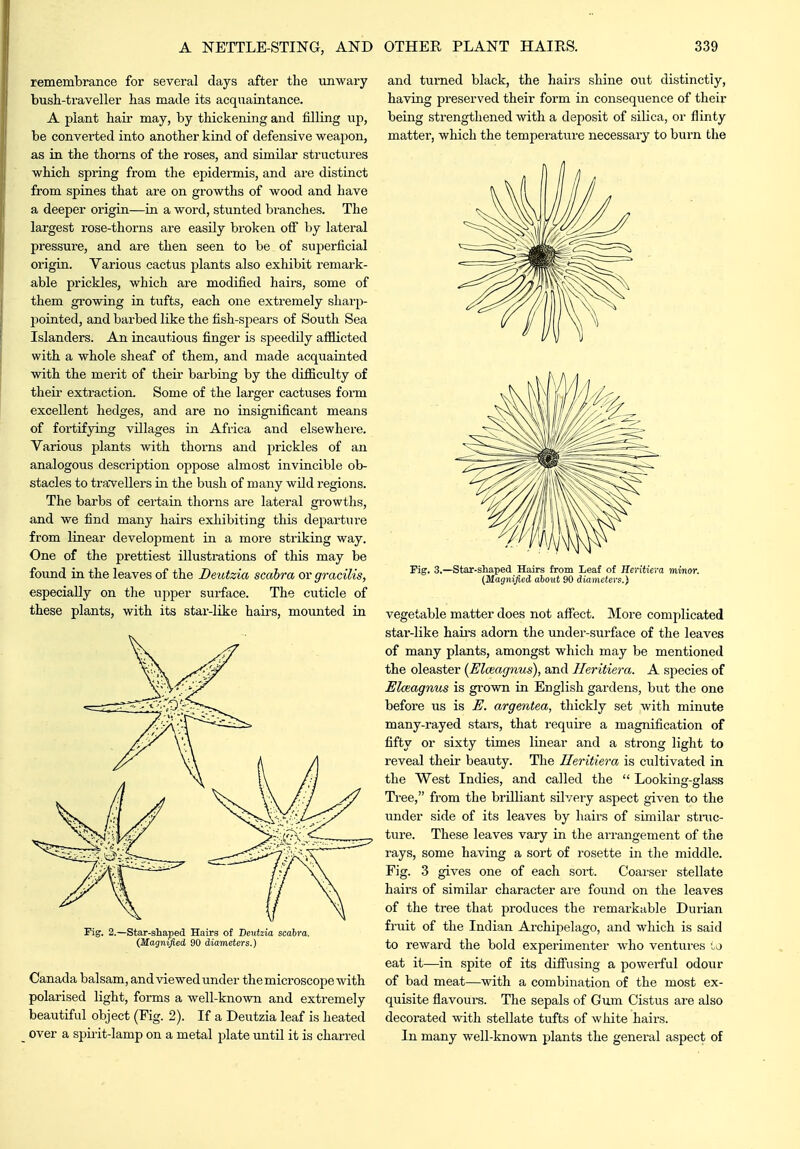 remembrance for several days after the unwary bush-traveller has made its acquaintance. A plant hail may, by thickening and filling up, be converted into another kind of defensive weapon, as in the thorns of the roses, and similar structures which spring from the epidermis, and are distinct from spines that are on growths of wood and have a deeper origin—in a word, stunted branches. The largest rose-thorns are easily broken off by lateral pressure, and are then seen to be of superficial origin. Various cactus plants also exhibit remark- able prickles, which are modified hairs, some of them growing in tufts, each one extremely sliarp- jiointed, and barbed like the fish-spears of South Sea Islanders. An incautious finger is speedily afflicted with a whole sheaf of them, and made acquainted with the merit of their barbing by the difficulty of their extraction. Some of the larger cactuses fox'm excellent hedges, and are no insignificant means of foi-tifying villages in Africa and elsewhere. Various plants with thorns and prickles of an analogous description oppose almost invincible ob- stacles to travellers in the bush of many wUd regions. The barbs of certain thorns are lateral growtlis, and we find many hairs exhibiting this departure from linear development in a moi-e striking way. One of the prettiest illustrations of this may be found in the leaves of the Deiitzia scabra or gracilis, especially on the upper surface. The cuticle of these plants, with its star-like hairs, mounted in Fig. 2.—Star-shaped Hairs of Beutzia scabra. (Magnified 90 diameters.) Canada balsam, and viewed under the microscope with polarised light, forms a well-known and extremely beautiful object (Fig. 2). If a Deutzia leaf is heated over a spii-it-lamp on a metal plate until it is charred and turned black, the hairs shine out distinctly, having preserved their form in consequence of their being strengthened with a deposit of silica, or flinty matter, which the temperature necessary to burn the Fig. 3.—Star-shaped Hairs from Leaf of Heritiera minor. (Magnified about 90 diameters.) vegetable matter does not affect. More complicated stai*-like haii'S adorn the under-surface of the leaves of many plants, amongst which may be mentioned the oleaster (Elceagnus), and Heritiera. A species of Elceagnus is gi-own in English gardens, but the one before us is E. argentea, thickly set with minute many-rayed stars, that require a magnification of fifty or sixty times linear and a strong light to reveal their beauty. The Heritiera is cultivated in the West Indies, and called the  Looking-glass Tree, from the brilliant silvery aspect given to the under side of its leaves by hairs of similar stiiic- ture. These leaves vary in the ai-rangement of the rays, some having a sort of rosette in the middle. Fig. 3 gives one of each sort. Coai-ser stellate hairs of similar character are found on the leaves of the tree that produces the remarkable Dui'ian fruit of the Indian Ax'chipelago, and which is said to reward the bold experimenter who ventures u eat it—in spite of its diffusing a powerful odour of bad meat—with a combination of the most ex- quisite flavours. The sepals of Gum Cistus are also decorated with stellate tufts of white hairs. In many well-known plants the general aspect of