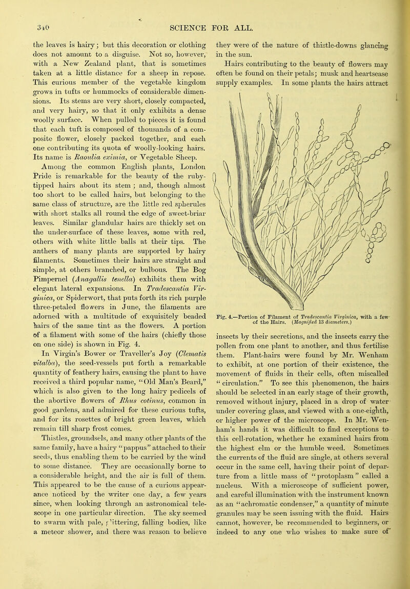 the leaves is hairy; but this decoration or clothing does not amount to a disgviise. Not so, however, with a New Zealand plant, that is sometimes taken at a little distance for a sheep in repose. This curious member of the vegetable kingdom gi'ows in tufts or hummocks of considerable dimen- sions. Its stems are very short, closely compacted, and very haixy, so that it only exhibits a dense woolly surface. When pulled to pieces it is found that each tuft is composed of thousands of a com- posite flower, closely packed together, and each one contributing its quota of woolly-looking hairs. Its name is Raoulia eximia, or Vegetable Sheep. Among the common English jjlants, London Pride is remarkable for the beauty of the ruby- tipped hairs about its stem ; and, though almost too short to be called hairs, but belonging to the same class of structure, are the little I'ed spherules with short stalks all round the edge of sweet-briar leaves. Similar glandular hairs are thickly set on the under-surface of these leaves, some with red, others with white little balls at their tips. The anthers of many plants are supported by hairy filaments. Sometimes their hairs are straight and simple, at others bi'anched, or bulbous. The Bog Pimpernel (Anagallis tenella) exhibits them with elegant lateral expansions. In Trailescantia Vir- ginica, or Spiderwort, that puts forth its rich purple three-petaled floivers in June, the filaments are adorned with a multitude of exquisitely beaded hairs of the same tint as the flowers. A portion of a filament with some of the hairs (chiefly those on one side) is shown in Fig. 4. In Virgin's Bower or Traveller's Joy (Clematis vitalba), the seed-vessels put forth a remarkable quantity of featheiy hairs, causing the plant to have received a third popular name,  Old Man's Beard, which is also given to the long hairy pedicels of the abortive flowers of Rhus cotinus, common in good gardens, and admired for these curious tufts, and for its rosettes of bright green leaves, which remain till sharp frost comes. Thistles, groundsels, and many other plants of the same family, have a hairy pappus attached to their seeds, thus enabling them to be carried by the wind to some distance. They are occasionally borne to a considerable height, and the air is full of them. This appeared to be the cause of a curious appear- ance noticed by the writer one day, a few years since, when looking through an astronomical tele- scope in one particular direction. The sky seemed to swarm with pale, fettering, falling bodies, like a meteor shower, and there was reason to believe they were of the nature of thistle-downs glancing in the sun. Haii's contributing to the beaxity of flowers may often be found on their petals; musk and heartsease supply examples. In some plants the hairs attract Fig. 4.—Portion of Filament of Traiescantia Virginica, -with, a few ■ of the Hairs. (Magnified 13 diameters.) insects by their secretions, and the insects carry the pollen from one plant to another, and thus fertilise them. Plant-hairs were found by Mr. Wenham to exhibit, at one portion of their existence, the movement of fluids in their cells, often miscalled  circulation. To see this phenomenon, the hairs should be selected in an early stage of their gi-owth, removed without injury, placed in a di'op of water imder covering glass, and viewed with a one-eiglith, or higher power of the microscoiDe. In Mr. Wen- ham's hands it was difficult to find exceptions to this cell-rotation, whether he examined hairs from the highest elm or the humble weed. Sometimes the currents of the fluid are single, at others several occur in the same cell, having their point of depar- ture from a little mass of  protoplasm called a nucleus. With a microscope of sufficient power, and careful illumination with the instrument known as an achromatic condenser, a quantity of minute granules may be seen issuing with the fluid. Hau-s cannot, however, be recommended to beginners, or indeed to any one who Avishes to make sure of