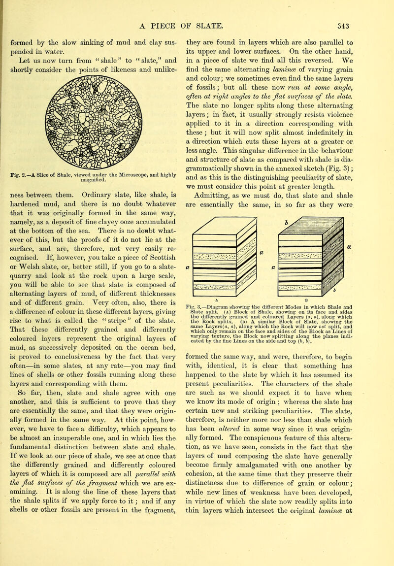 formed by the slow sinking of mud and clay sus- pended in water. Let us now turn from shale to slate, and shortly consider the points of likeness and unlike- Fig. 2.—A SKce of Shale, viewed under the Microscope, and highly magnified. ness between them. Ordinary slate, like shale, is hardened mud, and there is no doubt whatever that it was originally formed in the same way, namely, as a deposit of fine clayey ooze accumulated at the bottom of the sea. There is no dombt what- ever of this, but the proofs of it do not lie at the surface, and are, therefore, not very easily re- cognised. If, however, you take a piece of Scottish or Welsh slate, or, better still, if you go to a slate- quarry and look at the rock upon a large scale, you will be able to see that slate is composed of alternating layers of mud, of different thicknesses and of different gTain. Very often, also, there is a difference of colour in these different layers, giving rise to what is called the  stripe of the slate. That these differently grained and differently coloured layers represent the original layers of mud, as successively deposited on the ocean bed, is proved to conclusiveness by the fact that very often—in some slates, at any rate—you may find lines of shells or other fossils running along these layers and corresponding with them. So far, then, slate and shale agree with one another, and this is sufiicient to prove that they are essentially the same, and that they were origin- ally formed in the same way. At this point, how- ever, we have to face a difficulty, which appears to be almost an insuperable one, and in which lies the fundamental distinction between slate and shale. If we look at our piece of shale, we see at once that the differently grained and differently coloured layers of which it is composed are all parallel with the fiat surfaces of the fragment which we are ex- amining. It is along the line of these layers that the shale splits if we apply force to it; and if any shells or other fossUs are present in the fragment, they are found in layers which are also parallel to its upper and lower surfaces. On the other hand, in a piece of slate we find all this reversed. We find the same alternating lamina} of varying grain and colour; we sometimes even find the same layera of fossils; but all these now run at some angle, often at right angles to the flat surfaces of the slate. The slate no longer splits along these alternating layers; in fact, it usually strongly resists violence applied to it in a direction coiresponding with these ; but it will now split almost indefinitely in a dii-ection which cuts these layers at a gi'eater or less angle. This singular difference in the behaviour and structure of slate as compared with shale is dia- gi-ammatically shown in the annexed sketch (Fig. 3); and as this is the distingiiishing peculiarity of slate, we must consider this jJoint at gi-eater length. Admitting, as we must do, that slate and shale are essentially the same, in so far as they were rig. 3.—Diagram showing the different Modes in which Shale and Slate split, (a) Block of Shale, showing on its face and sides the differently grained and coloixred Layers (i, a), along which the Eock splits. (b) A similar Block of Slate, showing tlie same Layers(a, o), along which the Eock will now not split, and which only remain on the face and sides of the Block as Lines of varying texture, the Block now splitting along the planes indi- cated by the fine Lines on the side and top (6, b). formed the same way, and were, therefore, to begin with, identical, it is clear that something has happened to the slate by which it has assumed its present peculiarities. The characters of the shale are such as we should expect it to have when we know its mode of origin ; whereas the slate has certain new and striking peculiarities. The slate, therefore, is neither more nor less than shale which has been altered in some way since it was origin- ally formed. The conspicuous feature of this altera- tion, as we have seen, consists in tlie fact that the layers of mud composing the slate have generally become firmly amalgamated with one another by cohesion, at the same time that they i^reserve their distinctness due to difference of grain or colour; while new lines of weakness have been developed, in virtue of which the slate now readily splits into thin layers which intersect the original lammce at