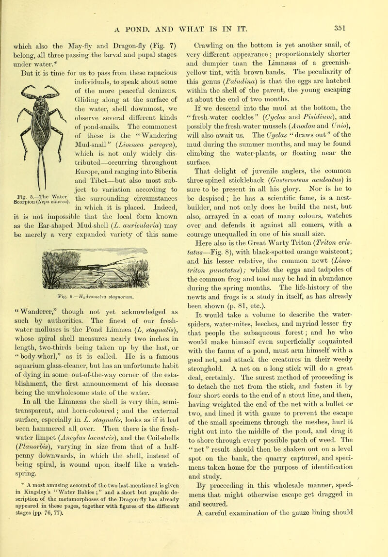 wMcli also the May-fly and Dragon-fly (Fig. 7) belong, all tln'ee passing the larval and pupal stages under water.* But it is time for us to pass from these rapacious individuals, to speak about some of the more peaceful denizens. Glidino- along at the surface of the water, shell downmost, we observe several different kinds of pond-snails. The commonest of these is the Wandering Mud-snail {Lhmnoia i^eregrd), which is not only widely dis- tributed—occurring throughout Europe, and ranging into Siberia and Tibet—but also most sub- ject to variation according to the surrounding circumstances in wliich it is placed. Indeed, it is not impossible that the local form known as the Ear-shaped Mud-shell (L. auricularia) may be merely a very expanded variety of this same Fig. 5.—The Water Scorpion (JVqja cincrea). Fig. G.—Kijdromeira staqnorum. Wanderer, though not yet acknowledged as such by authorities. The finest of our fresh- water molluscs is the Pond Limnsea [L. stagnalis), whose spiral shell measui-es nearly two inches in length, two-thirds being taken up by the last, or  body-whorl, as it is called. He is a famous aquarium glass-cleaner, but has an unfortunate habit of dying in some out-of-the-way corner of the esta- blishment, the first announcement of his decease being the unwholesome state of the water. In all the Limnajas the shell is very thin, semi- transparent, and horn-coloured; and the external surface, especially in L. stagnalis, looks as if it had been hammered all over. Then there is the fresh- water limpet {Anajlus lacusfris), and the Coil-shells (Flanorbis), varying in size from that of a half- penny doAvnwards, in which the shell, instead of being spii-al, is wound upon itself like a watch- spring. * A most amusing account of tlie two last-mentioned is given in Kingsleys AVater Babies; and a short but graphic de- scription of the metamorplioses of tlie Dragon-fly has ahready appeared in these pages, together with figures of the different stages (pp. 76, 77). Crawling on the bottom is yet another snail, of very diflerent appearance; proportionately shorter and dumpier tnan the Limnajas of a greenish- yellow tint, with brown bands. The peculiarity of this genus (Fuludina) is that the eggs are hatched within the shell of the parent, the young escaping at about the end of two months. If we descend into the mud at the bottom, the fresh-water cockles (Cyclats and Pisidium), and possibly the fresh-water mussels (Anodon and Unio), will also await us. The Cyclan  draws out of the mud during the summer months, and may be found climbing the Avater-plants, or floating near the surface. That delight of juvenile anglers, the common three-spined stickleback (Gasterosteus aculeatus) is sure to be present in all his glory. Nor is he to be despised; he has a scientific fame, is a nest- builder, and not only does he build the nest, but also, arrayed in a coat of many colours, watches over and defends it against all comers, with a courage uneqiialled in one of his small size. Here also is the Great Warty Triton (Triton cris- tatus—Fig. 8), with black-spotted orange waistcoat; and his lesser relative, the common newt (Lisno- triton jmnctatus); whilst the eggs and tadpoles of the common frog and toad may be had in abundance during the spring months. The life-history of the newts and frogs is a study in itself, as has already been shown (p. 81, etc.). It would take a volume to describe the water- spiders, water-mites, leeches, and myriad lesser fry that people the subaqueous forest; and he who would make himself even superficially acquainted with the fauna of a pond, must arm himself with a good net, and attack the creatiires in their weedy stronghold. A net on a long stick will do a great deal, certainly. The surest method of proceeding is to detach the net from the stick, and fasten it by four short cords to the end of a stout line, and then, havino- weighted the end of the net with a bullet or two, and lined it with gauze to prevent the escape of the small specimens through the meshes, hurl it right out into the middle of the pond, and di-ag it to shore through every possible patch of weed. The net result should then be shaken out on a level spot on the bank, the quarry captured, and speci- mens taken home for the purpose of identification and study. By proceeding in this wholesale manner, speci- mens that might otherwise escape get dragged in and secured. A careful examination of the tiauze lining should