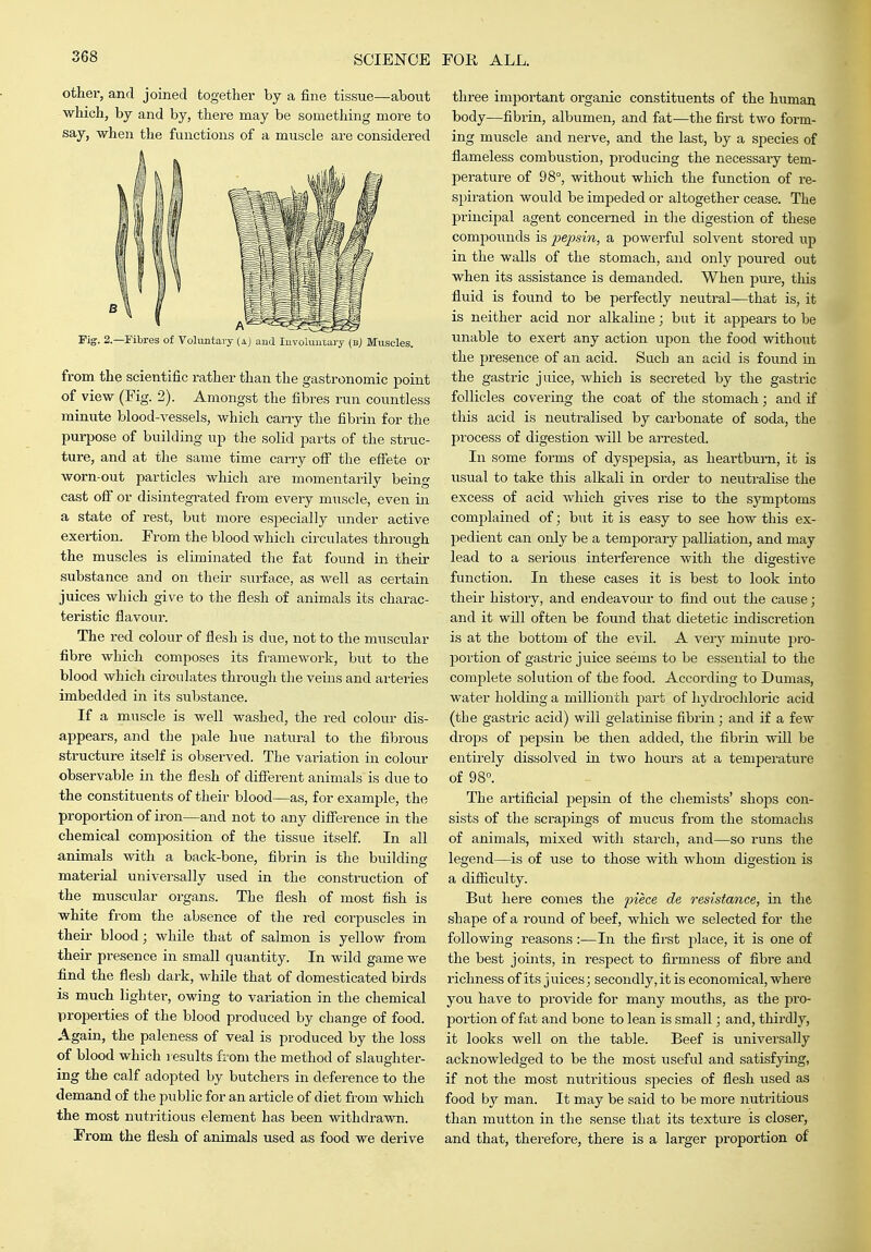 other, and joined together by a fine tissue—about which, by and by, there may be something more to say, -when the functions of a muscle are considered Pig. 2.—Fibres of Volimtaiy (a) aud luvoluntary (b) Muscles. from the scientific rather than the gastronomic point of view (Fig. 2). Amongst the fibres run countless minute blood-vessels, which carry the fibrin for the purpose of building up the solid parts of the struc- ture, and at the same time carry ofif the effete or worn-out particles which are momentarily being cast off or disintegTated from every muscle, even in a state of rest, but more especially under active exertion. From the blood which circulates through the muscles is eliminated the fat found in their substance and on theii- surface, as well as certain juices which give to the flesh of animals its charac- teristic flavour. The red colour of flesh is due, not to the muscular fibre which composes its framework, but to the blood which circulates through the veins and arteries imbedded in its substance. If a muscle is well washed, the red colour dis- appears, and the pale hue natural to the fibrous structure itself is observed. The variation in colour observable in the flesh of different animals is due to the constituents of their blood—as, for example, the proportion of iron—and not to any difference in the chemical composition of the tissue itself In all animals with a back-bone, fibrin is the building- material universally used in the construction of the muscular organs. The flesh of most fish is white from the absence of the i-ed corpuscles in their blood; while that of salmon is yellow from their presence in small quantity. In wild game we find the flesh dark, while that of domesticated birds is much lighter, owing to variation in the chemical properties of the blood produced by change of food. Again, the paleness of veal is produced by the loss of blood which l esults from the method of slaushter- ing the calf adopted by butchers in deference to the demand of the public for an article of diet from which the most nutritious element has been withdrawn. From the flesh of animals used as food we derive three important organic constituents of the human body—fibrin, albumen, and fat—the first two form- ing muscle and nerve, and the last, by a species of flameless combustion, producing the necessary tem- perature of 98°, -without which the function of re- spiration would be impeded or altogether cease. The principal agent concerned in tlie digestion of these compounds is joepsin, a powerful solvent stored up in the walls of the stomach, and only poured out when its assistance is demanded. When pure, this fluid is found to be perfectly neutral—that is, it is neither acid nor alkaline; but it appears to be unable to exert any action upon the food -without the presence of an acid. Such an acid is found in the gastric juice, which is secreted by the gastric follicles covering the coat of the stomach; and if this acid is neutralised by carbonate of soda, the process of digestion -will be arrested. In some forms of dyspepsia, as heartbm-n, it is usual to take this alkali in order to neutralise the excess of acid Avhich gives rise to the symjitoms complained of; but it is easy to see how this ex- pedient can only be a temporary palliation, and may lead to a serious interference with the digestive function. In these cases it is best to look into their history, and endeavour to find out the cause; and it will often be fomid that dietetic indiscretion is at the bottom of the evil. A very minute pro- portion of gastric juice seems to be essential to the complete solution of the food. According to Dumas, water holding a millionth part of hydrochloric acid (the gastric acid) will gelatinise fibrin; and if a few drops of pepsin be then added, the fibrin will be entirely dissolved in two hours at a temperature of 98°. The artificial pepsin of the chemists' shops con- sists of the scrapings of mucus from the stomachs of animals, mixed with starch, and—so runs the legend—is of use to those with whom digestion is a difiiculty. But here comes the piece de resistance, in the. shape of a round of beef, which we selected for the following reasons :—In the first place, it is one of the best joints, in respect to firmness of fibre and richness of its juices; secondly, it is economical, where you have to pro-vide for many mouths, as the pro- portion of fat and bone to lean is small; and, thirdly, it looks well on the table. Beef is universally acknowledged to be the most useful and satisfying, if not the most nutritious species of flesh used as food hj man. It may be said to be more nutritious than mutton in the sense that its texture is closer, and that, therefore, there is a larger proportion of