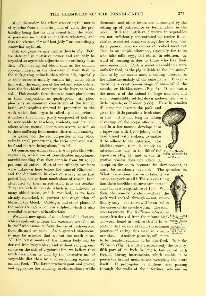Much discussion has arisen respecting the merits of gelatine from a dietetic point of view, the pi'O- bability being that, as it is absent from the blood, it possesses no nutritive qualities whatever, and that the virtues of  calf-foot jelly  are accordingly somewhat mythical. Fish and game we may dismiss thus briefly. Both are deficient in nutritive power, and can only be regarded as agreeable adjuncts to our ordinary meat diet. Fish having red blood, such as the salmon, approach nearer in the character of their flesh to the suck-giving animals than white fish, especially as their muscles usually contain fat; whOe white fish, with the exception of the eel and some others, have the fat chiefly stored up in the liver, as in the cod. Fish contain three times as much phosphorus in their composition as quadrupeds. As phos- phorus is an essential constituent of the human brain, and requires renewal in proportion to the work which that organ is called upon to perform, it follows that a diet partly composed of fish will be serviceable to teachers, students, authors, and others whose mental labours are severe, as well as to those suffering from mental distress and anxiety. In game, too, the red corpuscles of the blood exist ia small proportions, the ratio compared with beef and mutton being about 1 to 12. Of course, our dinner-table is well provided with vegetables, which are of considerable importance, notwithstanding that they contain from 80 to 90 per cent, of water. Most of our culinary esculents were unknown here before the time of Elizabeth; and the diminution in cases of scurvy since that period has, not without much show of reason, been attributed to their introduction into our cuisine. They are rich in potash, which is an antidote to many skin-diseases, and is required, as we have already remarked, to prevent the coagulation of fibrin in the blood. Cabbages and other plants of the order Cruciferce contain sulphur, which is also remedial in certain skin-afiections. We must now speak of some formidable diseases, which result either from the excessive use of meat in itself wholesome, or from the use of flesh derived from diseased animals. As a general statement, it may be asserted that we eat too much meat. All the constituents of the human body can be derived from vegetables; and without ranging our- selves on the side of vegetarianism, we believe that much less harm is done by the excessive use of vegetable diet than by a corresponding excess of animal food. The latter produces gout and gravel, and aggravates the tendency to rheumatism; while rheumatic and other fevers are encouraged by the setting up of putrescence or fermentation in the blood. Still the nutritive elements in vegetables are not siifficiently concentrated to render it ad- visable to restrict ourselves altogether to their use. As a general rule, six ounces of cooked meat jier diem is an ample allowance, especially for those who take milk, eggs, and cheese in addition. A. word of warning is due to those who like theii' meat underdone. Pork is sometimes sold in a state unfit for food, as the pig is liable to the  measles. This is by no means such a trifling disorder as the infantine malady of the same name. It is pro- duced by a creatm'e—or stage of one—called the measle, or bladder-worm (Fig. 3). It penetrates the muscles of the animal in large numbei'S, and when comfortably settled down incloses itself in a little capsule, or bladder (cyst). Here it remains till some one devours the pork, and gives the little parasite a fresh start in life. It is not long in taking advantage of the scope afforded it, and in a few months develops into a tapeworm with 1,200 joints, and a head armed with suckers, to enable it to adhere to the intestine. The bladder - worm, then, is simj^ly an intermediate stage in the life of the tapeworm (Fig. 4); and as the di- gestive process does not affect it, except so far as to promote its development, it must be sedulously avoided. The qiiestion is, What j^recaiitions are we to take, if we are to eat pork at all ? There is one thing that these horrible creatures cannot stand, and that is a temperature of 160°. Well, then, the remedy is clear :—Have the pork well cooked through — not super- ficially only—and there will be an end to the career of the measle-worm. The com- mon tapeworm. Fig. 5 {Tcenia solium), is more often derived from the minute blad- o/fa^f^ der-worm found in beef, so that it is im- >^°rm (Mag. mfiea.) portant that we should avoid the common simwinp the practice of eating this meat in a semi- andRing'ol' _ Hooks (a). raw state. Another parasite, still more to be dreaded, remains to be described. It is the Trichina (Fig. 6), a little creature only the twenty- fifth part of an inch in length, but armed with ten-ible boring instruments, wliich enable it to pierce the firmest muscles, not excepting the heaxi; itself. It propagates by millions, and, passing through the walls of the intestines, sets out on Fig. 3.—Measle- worm, (Magnified.) (a) Mouth.
