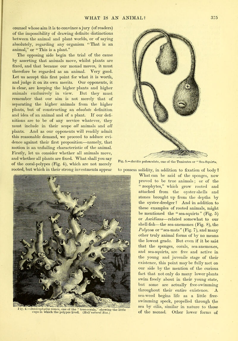 counsel whose aim it is to convince a jury (of readers) of the impossibility of drawing definite distinctions between the animal and plant worlds, or of saying absolutely, regarding any oi-ganism  That is an animal, or  This is a plant. The ojjposing side begin the trial of the cause by asserting that animals move, whilst plants are fixed, and that because our monad moves, it must therefore be regarded as an animal. Very good. Let us accept this first point for what it is woith, and judge it on its own merits. Our opponents, it is clear, are keeping the higher plants and higher animals exclusively in view. But they must i-emember that our aim is not merely that of separating the higher animals from the higher plants, but of constructing an absolute definition and idea of an animal and of a plant. If our defi- nitions are to be of any service whatever, they miist include in their scope all animals and all plants. And as our opponents will readily admit this reasonable demand, we proceed to adduce evi- dence against theii- first proposition—namely, that motion is an unfailing characteristic of the animal. Firstly, let us consider whether all animals move, and whether all plants are fixed. What shall you say of the coral-polypes (Fig. 4), which are not merely rooted, but which in their strong in^-estments appear Si . i.—DendrofhijUia romra, one of the  tree-corals, showini? the oups m wMcli the polj-pes lived. {Half natural Size.} Fig. 5.—Ascidia pedunculata, one of the Tunicates or  Sea-Sqidrts. to possess solidity, in addition to fixation of body 1 What can be said of the sponges, now proved to be true animals; or of the  zoophytes, which grow rooted and attached from the oyster-shells and stones brought up from the depths by the oyster-dredger 1 And in addition to these examples of rooted animals, might be mentioned the sea-squirts (Fig. 5) or Ascidians—related somewhat to our shell-fish—the sea-anemones (Fig. 8), the Polyzoa or sea-mats (Fig. 7), and many other truly animal forms of by no means the lowest grade. Exit even if it be said that the sponges, corals, sea-anemones, and sea-squirts, are free and active in the young and juA^enile stage of theii- existence, this point may be fully met on our side by the mention of the curious fiict that not only do many lower plants swim freely about in their young state, but some are actually free-swimming throughout their entire existence. A sea-weed begins life as a little free- swimming speck, propelled through the sea by cilia, similar in nature to those of the monad. Other lower forms of httle