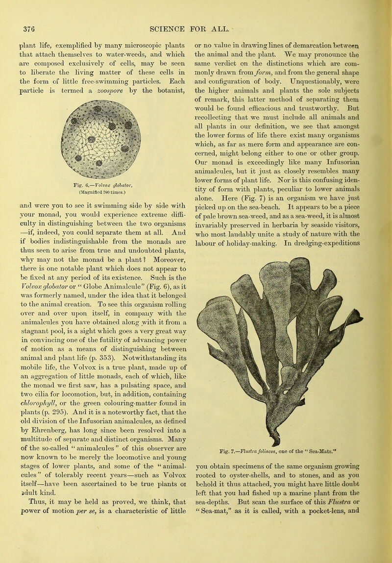 plant life, exemplified by many microscopic plants that attach themselves to water-weeds, and which nve composed exclusively of cells, may be seen to liberate the living matter of these cells in the form of little free-swimming particles. Each particle is termed a zoospore by the botanist, Fig. G.—YolDoa: glolaior. (Magnified 790 times.) ■and were yon to see it swimming side by side with your monad, you would experience extreme diffi- culty in distinguishing between the two organisms —if, indeed, you could separate them at all. And if bodies indistinguishable from the monads are thus seen to arise from true and undoubted plants, why may not the monad be a jjlant 1 Moreover, there is one notable plant which does not appear to be fixed at any period of its existence. Such is the Volvox glohator or  Globe Animalcule (Fig. 6), as it was formerly named, under the idea that it belonged to the animal creation. To see this organism rolling- over and over upon itself, in company with the animalcules you have obtained along with it from a stagnant pool, is a sight which goes a very great way in convincing one of the futility of advancing power of motion as a means of distinguishing between animal and plant life (p. 353). Notwithstanding its mobile life, the Volvox is a true plant, made up of an aggregation of little monads, each of which, like the monad we first saw, has a pulsating space, and two cilia for locomotion, but, in addition, containing chlorophyll, or the green colouring-matter found in plants (p. 295). And it is a noteworthy fact, that the old division of the Infusoi-ian animalcules, as defined by Ehrenberg, has long since been resolved into a multitude of separate and distinct oi'ganisms. Many of the so-called  animalcules  of this observer are now known to be merely the locomotive and young stages of lower plants, and some of the animal- cules of tolerably recent years—such as Volvox itself—have been ascertained to be true plants oi adult kind. Thus, it may be held as proved, we think, that power of motion per se, is a characteristic of little or no value in drawing lines of demarcation between the animal and the plant. We may pronoimce the same verdict on the distinctions which are com- monly drawn from form, and from the general shape and configuration of body. Unquestionably, were the higher animals and plants the sole subjects of remark, this latter method of separatiag them would be found efiicacious and trustworthy. But recollecting that we must include all animals and all plants in our definition, we see that amongst the lower forms of life there exist many organisms which, as far as mere form and appearance are con- cerned, might belong either to one or other group. Our monad is exceedingly like many Infusorian animalcules, but it just as closely resembles many lower forms of plant life. Nor is this confusing iden- tity of form with plants, peculiar to lower animals alone. Here (Fig. 7) is an organism we have just picked up on the sea-beach. It appeal's to be a piece of pale brown sea-weed, and as a sea-weed, it is almost invariably preserved in hei'baria by seaside visitors, who most laudably unite a study of nature with the labour of holiday-making. In dredging-expeditions Pig. 7.—Flustrafoliacea, one of the  Sea-Mats. you obtain specimens of the same organism growing rooted to oyster-shells, and to stones, and as you behold it thus attached, you might have little doubt left that you had fished up a marine plant from the sea-depths. But scan the surface of this Flustra or  Sea-mat, as it is called, with a pocket-lens, and