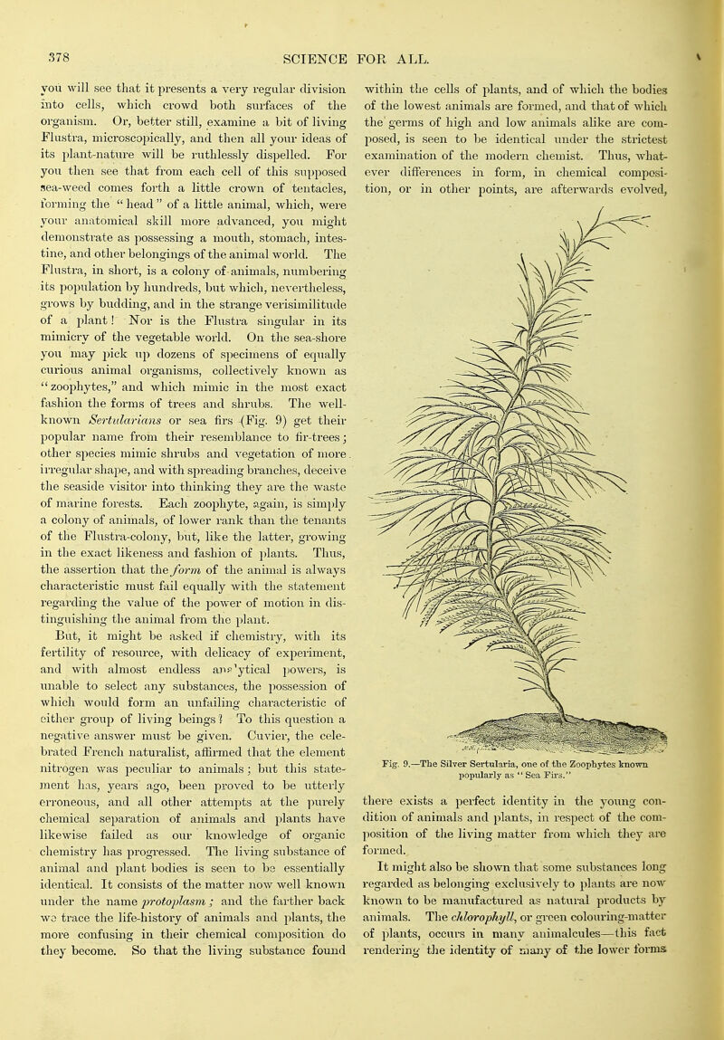 you will see that it presents a very regular division, into cells, which crowd both surfaces of the organism. Or, better still, examine a bit of living Flustra, microscopically, and then all yoiu- ideas of its plant-nature will be ruthlessly dispelled. For you then see that from each cell of this supposed sea-weed comes forth a little crown of tentacles, forming the  head  of a little animal, which, were your anatomical skill more advanced, you might demonstrate as possessing a mouth, stomach, intes- tine, and other belongings of the animal world. The Flustra, in short, is a colony of -animals, numbering its population by hundreds, but which, nevertheless, grows by budding, and in the strange verisimilitude of a plant! Nor is the Flustra singular in its mimicry of the vegetable world. On the sea-shore you may j^ick up dozens of specimens of equally curious animal organisms, collectively known as zoophytes, and which mimic in the mo.st exact fashion the forms of trees and shrubs. The well- known Sertularians or sea firs -(Fig. 9) get their popular name from their resemblance to fir-trees; other species mimic shrubs and vegetation of more. irregidar shape, and with spi'eading branches, deceive the seaside visitor into thinking they are the waste of marine forests. Each zoophyte, again, is simply a colony of animals, of lower rank than the tenants of the Flustra-colony, but, like the latter, growing in the exact likeness and fashion of plants. Thus, the assertion that the form of the animal is always characteristic must fail equally with the statement regarding the value of the power of motion in dis- tinguishing the animal from the plant. But, it might be asked if chemistry, with its fertility of resource, with delicacy of experiment, and with almost endless aup'ytical powers, is unable to select any substances, the possession of which would form an unfailing characteristic of either group of living beings 1 To this question a negative answer must be given. Cuvier, the cele- brated French naturalist, affirmed that the element nitrogen was peculiar to animals; but this state- ment has, years ago, been proved to be uttei'ly erroneous, and all other attempts at the purely chemical separation of animals and plants have likewise failed as our knowledge of organic chemistry has progressed. The living substance of animal and plant bodies is seen to be essentially identical. It consists of the matter now well known under the name protoplasm ; and the farther back W3 trace the life-history of animals and plants, the moi-e confusing in their chemical composition do they become. So that the living substance found within the cells of plants, and of which the bodies of the lowest animals are formed, and that of which the germs of high and low animals alike are com- posed, is seen to be identical under the strictest examination of the modern chemist. Thus, what- ever differences in form, in chemical composi- tion, or in other points, are afterwards evolved. Fig. 9.—The Silver Sertularia, one of the Zoophytes known popularly as  Sea Firs. there exists a perfect identity in the young con- dition of animals and plants, in respect of the com- position of the living matter from which they are formed. It might also be shown that some substaiices long regarded as belonging exclusiv ely to plants are now known to be manufactured as natural products by animals. The chlorophyll, or green colouring-matter of plants, occurs in many animalcules—this fact rendering the identity of many of the lower forms