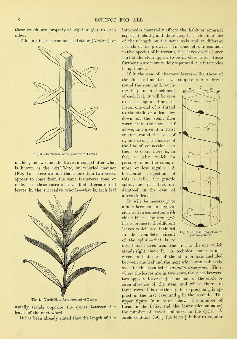 those which are proj^-erly at right angles to each other. Take, ajain, the common bed-straw {Galium), or Pig. 3.—Decussate An-aiigement of Leaves. madder, and we find the leaves arranged after what is known as the verticillate, or whorled manner (Fig. 4). Here we find that more than two leaves appear to come from the same transvei'se zone, or node. In these cases also we find alternation of leaves in the successive whorls—that is, each leaf Fig. 4.—^Verticillate Arrangement of Leaves. usually stands o])posite the spaces between the leaves of the next whorl. It has been already stated that the length of the internodes materially affects the habit or external aspect of plants, and there may be such difierenco of their length on the same axis and at different joeriods of its growth. In some of our common native species of buttercup, the leaves on the lower part of the stem appear to be in close tufts; those further up are more widely separated, the internodes being longer. If in the case of alternate leaves—like those of the elm or lime tree—we suppose a line drawn round the stem, and, touch- ing the point of attachment of each leaf, it will be seen to be a spiral line; or fasten one end of a thread to the stalk of a leaf low down on the stem, then carry it to the next leaf above, and give it a twist or turn round the base of it, and so on; the nature of the line of connection can then be seen: there is, in fact, a helix which, in passing round the stem, is more or less regular. A horizontal projection of this is called the genetic spiral, and it is best un- derstood in the case of alternate leaves. It will be necessary to allude here to an expres- sion used in connection with this subject. The term c?/c^e has reference to the difierent leaves which are included in the complete circuit of the spiral—that is to say, those leaves from the first to the one which stands right above it. A technical name is also given to that part of the stem or axis included between one leaf and the next which stands directly over it: this is called the angular divergence. Thus, where the leaves are in two rows, the space between two opposite leaves is just one-half of the circle or circumference of the stem, and where there are three rows it is one-third; the expression \ is ap- plied in the first case, and ^ in the second. The upper figure (numerator) shows the number of turns in the helix, and the lower (denominator) the number of leaves embraced in the cycle. A circle contains 360°; the term J indicates angular 5.—Spiral Projection of 4 Arrangement.