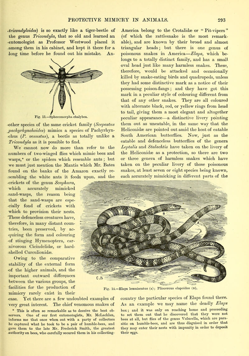 iiricmdyloides) is so exactly like a tiger-beetle of the genus Tricondyla, that so old and learned an • entomologist as Professor Westwood placed it .among them in his cabinet, and kept it there for a long time before he found out his mistake. An- Fig. 13.—Sphecomorpha chalytea. other species of the same cricket family (Scepastus pachyrhynchoides) mimics a species of Pachyrhyn- clius {P. venustus), a beetle as totally unlike a Tricondyla as it is possible to find. We cannot now do more than refer to the jiumbers of two-winged flies which mimic bees and wasps,* or the spiders which resemble ants ; but we must just mention the Mantis which Mr. Bates found on the banks of the Amazon exactly re- sembling the white ants it feeds upon, and the ■ crickets of the genus Scaphura, which accurately mimicked — .sand-wasps, the reason being that the sand-wasps are espe- cially fond of crickets with which to provision their nests. ■ These defenceless creatures have, therefore, in many distant coun- tries, been preserved, by ac- quiring the form and colouring of stinging Hymenoptera, car- nivorous Cicindelida3, or hard- shelled CurculionidiB. Owing to the comparative stability of the external form of the higher animals, and the important outward differences between the various groups, the facilities for the production of mimicry rarely exist in their case. Yet there are a few undoubted examples of very great interest. The chief venomous snakes of * This is often so remarkable as to deceive the best ob- servers. One of our first entomologists, Mr. McLaclilan, informs me that once when out with a party of collectors he cPvptured what he took to be a pair of humble-bees, and .•gave them to the late Mr. Frederick Smith, the greatest •authority on bees, who carefully secured them in his collecting- America belong to the Crotalidse or  Pit-vipers (of which the rattlesnake is the most remark- able), and are known by their broad and almost triangular heads; but there is one genus of poisonous snakes in America—Elaps, which be- longs to a totally distinct family, and has a small oval head just like many harmless snakes. These, therefore, would be attacked and occasionally killed by snake-eating birds and quadrupeds, unless they had some distinctive mark as a notice of their possessing poison-fangs; and they have got this mark in a peculiar style of colouring different from that of any other snakes. They are all coloured with alternate black, red, or yellow rings from head to tail, giving them a most elegant and altogether peculiar appearance—a distinctive livery pointing them out as uneatable, in the same way that the Heliconidse are pointed out amid the host of eatable South American butterflies. Now, just as the eatable and defenceless butterflies of the genera Leptalis and Stalachtis have taken on the livery of the Heliconidse as a protection, so there are two or three genera of harmless snakes which have taken on the peculiar livery of those poisonous snakes, at least seven oi' eight species being known, each accurately mimicking in difl'erent parts of the Elaps lemniscatus (a) ; Pliocercus elapoides (b). country the particular species of Elaps found there. As an example Ave may name the deadly Elaps box; and it was only on reaching home and proceeding to set them out that he discovered that they were not bees at all, but flies of tlie genus Volucella, which are para- sitic on humble-bees, and are thus disguised in order that they may enter their nests with impunity in order to deposit their eggs.