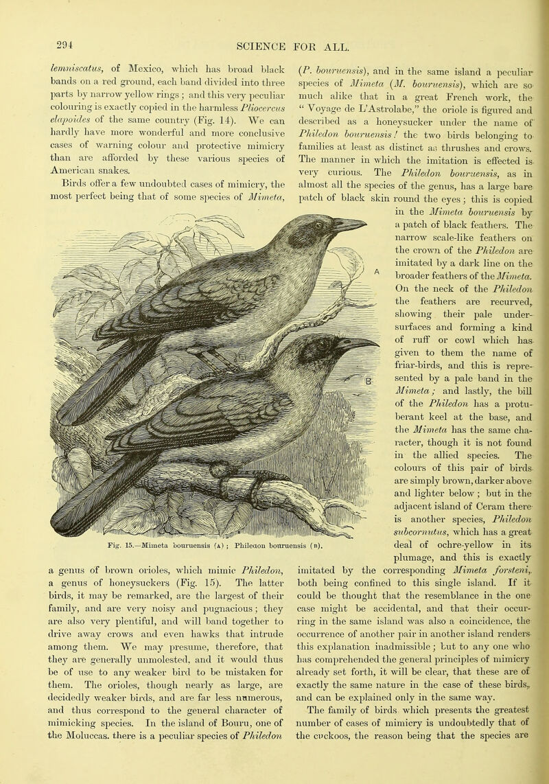 lemniscatus, of Mexico, which has broad black bands on a red ground, each band divided into three parts by narrow yellow rings; and this very peculiar colouring is exactly copied in the harmless Pliocercus elcqyoides of the same country (Fig. 14). We can hardly have more wonderful and more conclusive cases of warning colour and protective mimicry than are afforded by these various species of Amei-ican snakes. Birds offer a few undoubted cases of mimicry, the most perfect being that of some species of Mimeta, Mimeta oonruensis (a.) ; Phileaon bovu'ueusis ( b) a genus of brown orioles, which mimic Philedon, a genus of honeysuckei's (Fig. 15). The latter birds, it may be remarked, are the largest of their family, and are veiy noisy and pugnacious; they are also very plentiful, and will band together to drive away crows and even hawks that intrude among them. We may presume, therefore, that thej are generally unmolested, and it would thus be of use to any weaker bird to be mistaken for them. The orioles, though nearly as large, are decidedly weaker birds, and are far less numerous, and thus correspond to the general character of mimicking species. In the island of Bouru, one of the Moluccas, there is a peculiar species of Philedon (P. bouruensis), and in the same island a peculiar species of Mimeta (M. bouruensis), which are so- much alike that in a great French work, the  V^oyage de L'Astrolabe, the oriole is figured and described as a honeysucker under the name of Philedon boui UBTisis / tliG two birds belono'iiio* to o o families at least as distinct ai^ thrushes and crows. The manner in which the imitation is effected is very curious. The Philedon bourziensis, as in almost all the species of the genus, has a large bare patch of black skin round the eyes; this is copied in the Mimeta bouruensis hy a patch of black feathers. The narrow scale-like feathers on the crown of the Philedon are imitated by a dark line on the broader feathers of the Mimeta. On the neck of the Philedon the feathers are recurved, showing their pale under- sui-faces and forming a kind of ruff or cowl which has given to them the name of friar-birds, and this is repre- sented by a pale band in the Mimeta; and lastly, the bill of the Philedon has a protu- berant keel at the base, and the Mimeta has the same cha- racter, though it is not found in the allied species. Tlie colours of this pair of birds are simply brown, darker above and lighter below ; but in the adjacent island of Ceram there- is another species, Philedon subcornutiis, which has a great deal of ochre-yellow in its plumage, and this is exactly imitated by the corresponding Mimeta forsteni,. both being confined to this single island. If it could be thought that the resemblance in the one case might be accidental, and that their occur- ring in the same island was also a coincidence, the occurrence of another pair in another island renders- this explanation inadmissible; but to any one who has comprehended the general princij^les of mimicry already set forth, it will be clear, that these are of exactly the same nature in the case of these birds,, and can be explained only in the same way. The family of birds which presents the greatest niimber of cases of mimicry is undoubtedly that of the cnckoos, the reason being that the species are