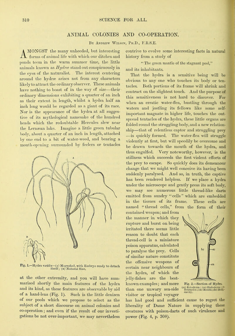 ANIMAL COLONIES AND CO-OPEEATION. By Andkew Wilsox, Ph.D., F.E.S.E. AMONGST the many unheeded, bnt interesting forms of animal life with which our ditches and ponds teem in the warm summer time, the little animals known as Hydrm stand out conspicuously in the eyes of the naturalist. The interest centering around the hydrse arises not from any characters likely to attract the ordinary observer. These animals have nothing to boast of in the way of size—their ordinary dimensions exhibiting a quarter of an inch as their extent in leng-th, whilst a hydra half an incli long would be regarded as a giant of its race. Nor is the appearance of the hydra at all sugges- tive of its mythological namesake of the hundred heads which the redoubtable Hercules slew near the Lernsean lake. Imagine a little green tubular body, about a quarter of an inch in length, attached by one end to a bit of water-weed, and bearing a mouth-opening surrounded by feelers or tentacles Kg. 1.—Hydra viridis—(a) Magtiifiecl, with Embryo ready to detacli itself; (b) Natural Size. at the other extremity, and you will have sum- marised shortly the main features of the liydi'a and its kind, as these features are observable by aid of a hand-lens (Fig. 1). Such is the little denizen of our pools which we propose to select as the subject of a short discourse on animal colonies and co-operation; and even if the result of our investi- gations be not over-important, we may nevertheless contrive to evolve some interesting facts in natui'al history from a study of  The green mantle of the stagnant pool, and its inhabitants. That the hydra is a sensitive being will be obvious to any one who touches its body or ten- tacles. Both portions of its frame will shrink and contract on the slightest touch. And the purjaose of this sensitiveness is not hard to discover. For when an erratic water-flea, bustling through the waters and jostling its fellows like some self- important magnate in higher life, touches the out- spread tentacles of the hydra, these little organs are folded round the struggling body, and a new relation- ship—that of relentless ca2)tor and struggling prey —is quickly formed. The water-flea will struggle violently at first, but will speedily be overcome and be drawn towards the mouth of the hydra, and thus engulfed. Very noteworthy, however, is the stillness which succeeds the first violent efforts of the i^rey to escape. So quickly does its demeanour change that we might well conceive its having been suddenly paralysed. And so, in truth, the captive has been rendered helpless. If we place a hydra under the microscope and gently press its soft body, we may see numerous little thread-like darts emitted from sundry cells which are embedded in the tissues of its frame. These cells are named  thread cells, from the form of their contained weapon; and from ^ the manner in which they rupture and burst on being irritated there seems little reason to doubt that each thread-cell is a miniatiire poison apparatus, calculated to paralyse the prey. Cells of similar nature constitute the oflensive weapons of certain near neighbours of the hydra, of which the jelly-fishes are the best- known examples; and more than one unwary sea-side visitor or tropical voyager has had good and sufficient cause to regret the liberality of Dame Nature in supplying these creatures with poison-darts of such virulence and power (Fig. 4, p. 308). Fig. 2.—Section of Hydra, (eel Eotoaerni; (eiO Endoderiii; iU Tentacles; ()B) Moutli; (be) Body- cavity.