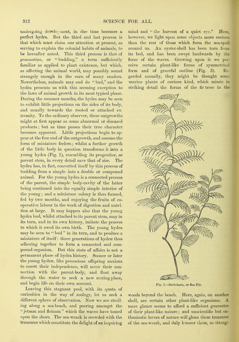 luidergoing develo;;ment, in due time becomes a perfect hydra. But the third and last process is that which must claim our attention at present, as serving to explain the colonial habits of animals, to be hereafter noted. This third process is that of gemmation, or budding, a term sufficiently familiar as applied to plant existence, but which, as affecting the animal world, may possibly sound strangely enough in the earsi of many readers. Nevertheless, animals may and do  bud, and the hydra presents us with this seeming exception to the laws of animal growth in its most typical phase. During the summer months, the hydra may be seen to exhibit little projections on the sides of its body, and usually towards the rooted or attached ex- tremity. To the ordinary observer, these outgrowths might at first appear as some abnormal or diseased products; but as time passes their true character becomes apparent. Little projections begin to ap- pear at the free end of the outgrowth, and assume the form of miniature feelers; whilst a further growth of the little body in question transforms it into a young hydra (Fig. 1), resembling its progenitor, or parent stem, in every detail save that of size. The hydra has, in fact, converted itself by this process of budding from a simple into a double or compouird animal. For the young hydra is a connected process of the parent, the simple body-cavity of the latter being continued into the equally sim^ile interior of the young; and a miniature colony is thus formed, fed by two months, and enjoying the fruits of co- operative labour in the work of digestion and nutri- tion at large. It may happen also that the young hydra bud, whilst attached to its parent stem, may in its turn, and in its own history, imitate the process to which it owed its own birth. The young hydra may be seen to  bud  in its turn, and to produce a miniature of itself: three generations of hydrse thus adhei-ing together to form a connected and com- pound organism. But this state of affairs is not a permanent phase of hydra history. Sooner or later the young hydrje, like precocious offspring anxious to assert their independence, will sever their con- nection with the parent-body, and float away through the water to seek a new resting-place, and begin life on their own account. Leaving this stagnant pool, with its quota of curiosities in the way of zoology, let us seek a different sphere of observation. Now we are stroll- ing along a sea-beach, and peering amongst the jetsam and flotsam which the waves have tossed upon the shore. The sea-wrack is crowded with the treasures which constitute the delight of an inquiring mind and '• the harvest of a quiet eye. Here, however, we light upon some objects more curious than the rest of those which form the sea-spoil around us. An oyster-shell has been torii fiom its bed, and has been swept landwards by the force of the waves. Growing upon it we per- ceive certain plant-like forms of symmetrical form and of graceful outline (Fig. 3). Be- garded casually, they might be thought sonis marine plants of curious kind, which mimic in striking detail the fonns of the fir tree? in the Pig. 3.—Sertularia, or Sea-Fir. woods beyond the beach. Here, again, on another shell, are certain other plant-like organisms. A mere glance seems to afford a sufficient guarantee of their jjlant-like nature; and unscientific but en- thusiastic lovers of nature will glean these treasures of the sea-wrack, and duly honour them, as strange