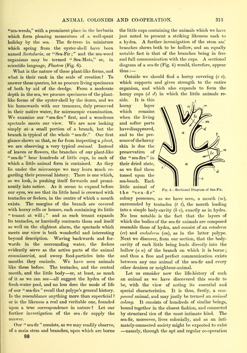 sea-weeds, with a prominent place in the herbaria which fonn pleasing mementoes of a well-sjient holiday by the sea. The fir-trees in miniature which spring from the oyster-shell have been named Sertularia, or  Sea-Fir ; and the sea-weed organisms may be termed  Sea-Mats, or, in scientific language, Flustrce (Fig. 6). What is the nature of these plant-like forms, and what is their rank in the scale of creation? To answer these queries, let us procure living specimens of both by aid of the dx-edge. From a moderate depth in the sea, we procure specimens of the plant- like forms of the oyster-shell by the dozen, and we hie homewards with our treasures, duly preserved in their native water, for microscoj^ic examination. We examine our sea-firs first, and a wondrous sj^ectacle meets our view. We are now looking simply at- a small portion of a branch, but the branch is tyjiical of the whole  sea-fir. Our first glance shows us that, so far from inspecting a 2}lant, we are observing a very tjrpical animal. Instead of leaves or flowers, the branches of our plant-like sea-fii bear hundreds of little cups, in each of which a little animal form is contained. As they lie under the microscope we may learn much re- garding their personal history. There is one which, as we look, is pushing itself forwards and j^i'omi- nently into notice. As it seems to expand before our eyes, we see that its little head is crowned with tentacles or feelers, in the centre of which a mouth exists. The margins of the bi-anch ai-e covered with horny cells or houses, each containing its little  tenant at will;  and as each tenant expands its tentacles, or humedly contracts them and itself as well on the slightest alarm, the spectacle which meets oiu' view is both wonderful and interesting beyond description. Waving backwards and for- wards in the surrounding water, the feelers evidently serve as the active parts of the animal commissariat, and sweep food-particles into the mouths they encircle. We have seen animals like these before. The tentacles, and the central mouth, and the little body—or, at least, as much of it as we can see—all suggest the hydra of the fresh-water pool, and no less does the mode of life of our  sea-firs  recall that polype's general history. Is the resemblance anything more than superficial 1 or is the likeness a real and vei-itable one, founded upon a true correspondence in nature ? Let our further investigation of the sea-fir supply the answer. Our  sea-fir  consists, as we may readily observe, of a main stem and branches, upon which are borne 88 the little cups containing the animals which we have just noted to present a striking likeness each to a liydra. A further investigation of the stem ant' branches shows both to be hollow, and an equally notable fact is that of the branches being in free and full communication with the cups. A sectional diagram of a sea-fir (Fig. 4) would, therefore, appear thus :— Outside we should find a horny covering (c c), which supports and gives strength to the entire oi'ganism, and which also expands to form the horny citps {d d) in which the little animals re- side. It is this f. horny layer which remains when the living and softer parts have disappeared, and to the pre- sence of the horny skin is due the preservation of the  sea-firs  in their dried state, as we find them tossed upon the sea-beach. Each little animal of the sea-fir colony possesses, as we have seen, a mouth (?;?), surrounded by tentacles {t t), the mouth leading into a simple body-cavity (6 c), exactly as in liydra. No less notable is the fact that the layers of which the bodies of the sea-fir animals are composed resemble those of hydra, and consist of an ectoderm (ec) and endoderm (en), as in the latter polype. Next we discover, from our section, that the body- cavity of each little being leads directly into the hollow (a a) of the branch on which it is borne; and thus a free and perfect communication exists between any one animal of the sea-fir and every other denizen or neighbour-animal. Let us consider now the life-history of such an animal as we have discovered this sea-fir to be, with the view of noting its essential and special chai'acteristics. It is thus, firstly, a com- 2)0U7id animal, and may justly be termed an animal colony. It consists of hundreds of similar beings, bound together in the closest fashion, and connecte<l by stractural ties of the most intimate kind. The sea-fir, moreover, lives colonially, and as an inti- mately-connected society might be expected to exist —namely, through the apt and regular co-operation Fig-. 4.—Sectional Diagram of Sea-Fir.