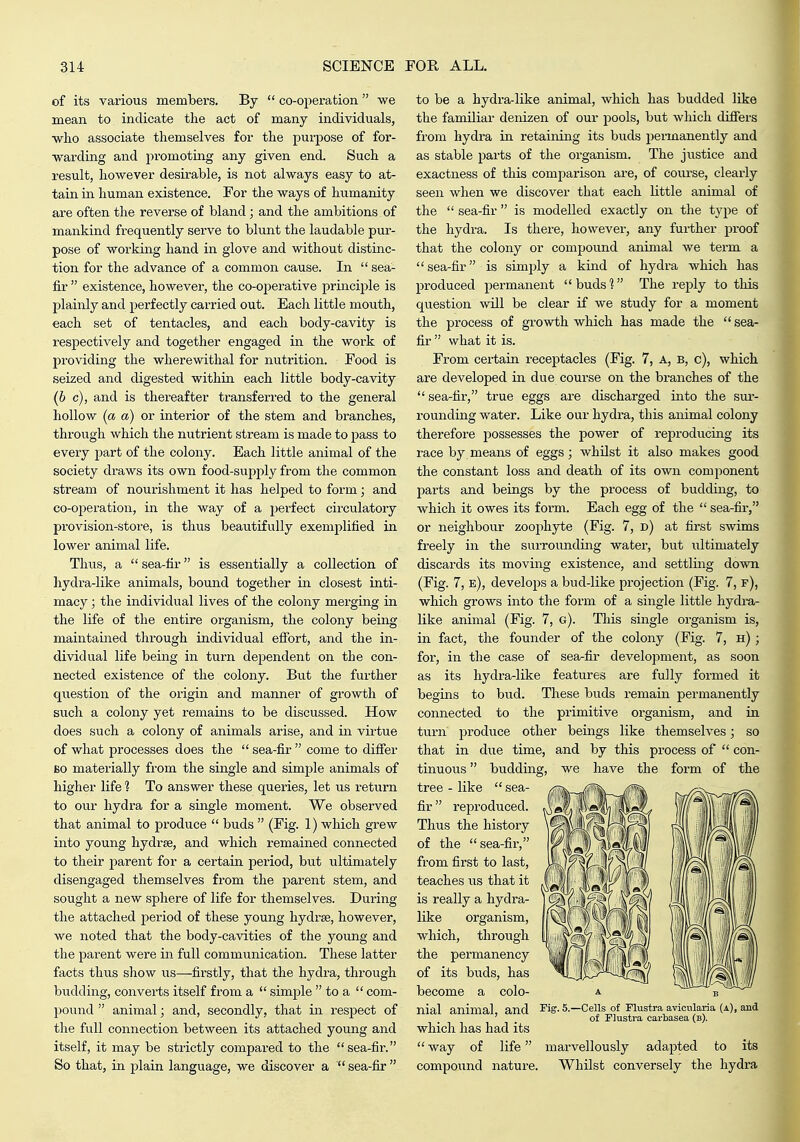 of its various membei's. By  co-operation  we mean to indicate the act of many individuals, -who associate themselves for the purpose of for- •warding and pi'omoting any given end. Such a result, however desirable, is not always easy to at- tain in human existence. For the ways of humanity are often the reverse of bland; and the ambitions of mankind frequently serve to blunt the laudable pur- pose of working hand in glove and without distinc- tion for the advance of a common cause. In  sea- fir  existence, however, the co-operative principle is plainly and perfectly carried out. Each little mouth, each set of tentacles, and each body-cavity is respectively and together engaged in the work of providing the wherewithal for nutrition. Food is seized and digested within each little body-cavity (6 c), and is thereafter transferred to the general hollow (a a) or interior of the stem and branches, through which the nutrient stream is made to pass to every part of the colony. Each little animal of the society draws its own food-supply from the common stream of nourishment it has helped to form; and co-opei'atioii, in the way of a perfect circulatory provision-store, is thus beautifully exemplified in lower animal life. Thus, a  sea-fir is essentially a collection of hydra-like animals, bound together in closest inti- macy ; the individual lives of the colony merging in the life of the entire organism, the colony being maintained through individual effort, and the in- dividual life being in turn dependent on the con- nected existence of the colony. Biit the further question of the oi'igin and manner of growth of such a colony yet remains to be discussed. How does such a colony of animals arise, and in virtue of what processes does the  sea-fir  come to differ BO materially from the single and simple animals of higher life 1 To answer these queries, let us return to our hydra for a single moment. We observed that animal to produce  buds  (Fig. 1) which grew into young hydrse, and which remained connected to their parent for a certain period, but ultimately disengaged themselves from the parent stem, and sought a new sphere of life for themselves. During the attached period of these young hydrse, however, we noted that the body-cavities of the young and the parent were in full communication. These latter facts thus show us—firstly, that the hydra, through budding, converts itself from a  simple  to a  com- pound  animal; and, secondly, that in respect of the full connection between its attached young and itself, it may be strictly compared to the sea-fir. So that, in plain language, we discover a  sea-fir  to be a hydra-like animal, which has budded like the familiar denizen of our pools, but which differs from hydra in retaining its buds permanently and as stable parts of the organism. The justice and exactness of this comparison are, of course, clearly seen when we discover that each little animal of the  sea-fir  is modelled exactly on the type of the hydra. Is there, however, any further proof that the colony or compoimd animal we term a sea-fir is simply a kind of hydra which has produced permanent buds'? The reply to this question will be clear if we study for a moment the process of growth which has made the  sea- fir  what it is. From certaia receptacles (Fig. 7, A, B, c), which are developed in due course on the bi-anches of the  sea-fir, true eggs are discharged into the sur- rounding water. Like our hydra, this animal colony therefore possesses the power of reproducing its race by means of eggs; whilst it also makes good the constant loss and death of its own component parts and beings by the process of budding, to which it owes its form. Each egg of the  sea-fir, or neighbour zoophyte (Fig. 7, d) at first swims freely in the surrounding water, but ultimately discards its moving existence, and settling down (Fig. 7, e), develops a bud-like projection (Fig. 7, f), which grows into the form of a single little hydi-a- like animal (Fig. 7, g). This single organism is, in fact, the founder of the colony (Fig. 7, h) ; for, in the case of sea-fir development, as soon as its hydra-like features are fully formed it begins to bud. These buds remain permanently connected to the primitive organism, and in turn produce other beings like themselves; so that in due time, and by this process of  con- tinuous  budding, we have the form of the tree - like  sea- fir  reproduced. Thus the history of the  sea-fir, fi'om first to last, teaches vis that it is really a hydra- like organism, which, through the permanency of its biids, has become a colo- nial animal, and Fig. 5.-Cells of Flustra avicularia (A), and of riustra carbasea (b). which has had its  way of life compoiind nature. marvellously adapted to its Whilst conversely the hydra