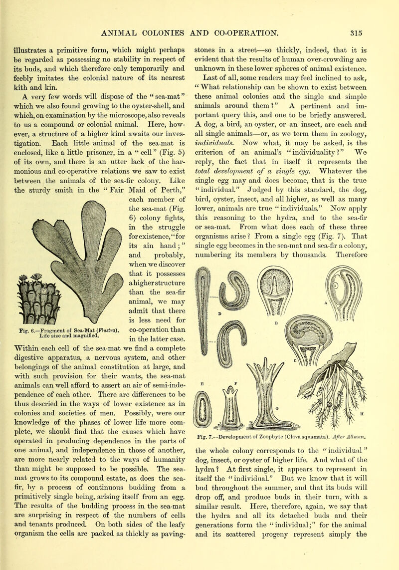 illustrates a primitive form, which might perhaps be regarded as possessing no stability in respect of its buds, and which therefore only temporarily and feebly imitates the colonial nature of its nearest kith and kin. A very few words will dispose of the  sea-mat which we also found growing to the oyster-shell, and which, on examination by the microscope, also reveals to us a compound or colonial animal. Here, how- ever, a structure of a higher kind awaits our inves- tigation. Each little animal of the sea-mat is enclosed, like a little prisoner, in a  cell (Fig. 5) of its own, and there is an utter lack of the hai-- monious and co-operative relations we saw to exist between the animals of the sea-fir colony. Like the sturdy smith in the  Fair Maid of Pertli, each member of the sea-mat (Fig. 6) colony fights, in the struggle for existence,'' for its ain hand;  and probably, when we discover that it possesses a h igher str u ct ur e than the sea-fir animal, we may admit that there is less need for co-operation than in the latter case. Within each cell of the sea-mat we find a complete digestive apparatus, a nervous system, and other belongings of the animal constitution at large, and with siich provision for their wants, the sea-mat animals can well afford to assert an air of semi-inde- pendence of each other. There are differences to be thus descried in the ways of lower existence as in colonies and societies of men. Possibly, were our knowledge of the phases of lower life more com- plete, we should find that the causes which have operated in producing dependence in the parts of one animal, and independence in those of another, ai-e more nearly related to the ways of humanity than might be supposed to be possible. The sea- mat grows to its compound estate, as does the sea- fir, by a 2>rocess of continuous budding from a primitively single being, arising itself from an egg. The results of the budding process in the sea-mat are surprising in respect of tlie numbers of cells and tenants produced. On both sides of the leafy organism the cells ax-e packed as thickly as paving- Fig. 6. -Fragment of Sea-Mat (Flustra). Life size and magnified. stones in a street—so thickly, indeed, that it is evident that the results of human over-crowding are unknown in these lower spheres of animal existence. Last of all, some readers may feel inclined to ask,  What relationship can be shown to exist between these animal colonies and the single and simple animals aroimd them'? A pertinent and im- portant query this, and one to be briefly answered. A dog, a bird, an oyster, or an insect, are each and all single animals—or, as we term them in zoology, individuals. Now what, it may be asked, is the criterion of an animal's individuality] We reply, the fact that in itself it represents the total develojwient of a single egg. Whatever the single egg may and does become, that is the true individual. Judged by this standai'd, the dog^ bird, oyster, insect, and all higher, as well as many lower, animals are true individuals. Now apply this reasoning to the hydra, and to the sea-fir or sea-mat. From what does each of these three organisms arise 1 From a single egg (Fig. 7). That single egg becomes in tlie sea-mat and sea-fir a colony, numbering its members by thousands. Tlierefore Fig. 7.--Development of Zoophyte (Clava squamata). After AUman, the whole colony corresponds to the  individual  dog, insect, or oyster of higher life. And what of the hydra ? At first single, it appears to represent in itself the individual. But we know that it will bud throughout the summer, and that its buds will drop off, and produce buds in their turn, with a similar result. Here, therefore, again, we say tliat the hydra and all its detached buds and their generations form the individual; for the animal and its scattered j^i'^o^i^y represent simply the