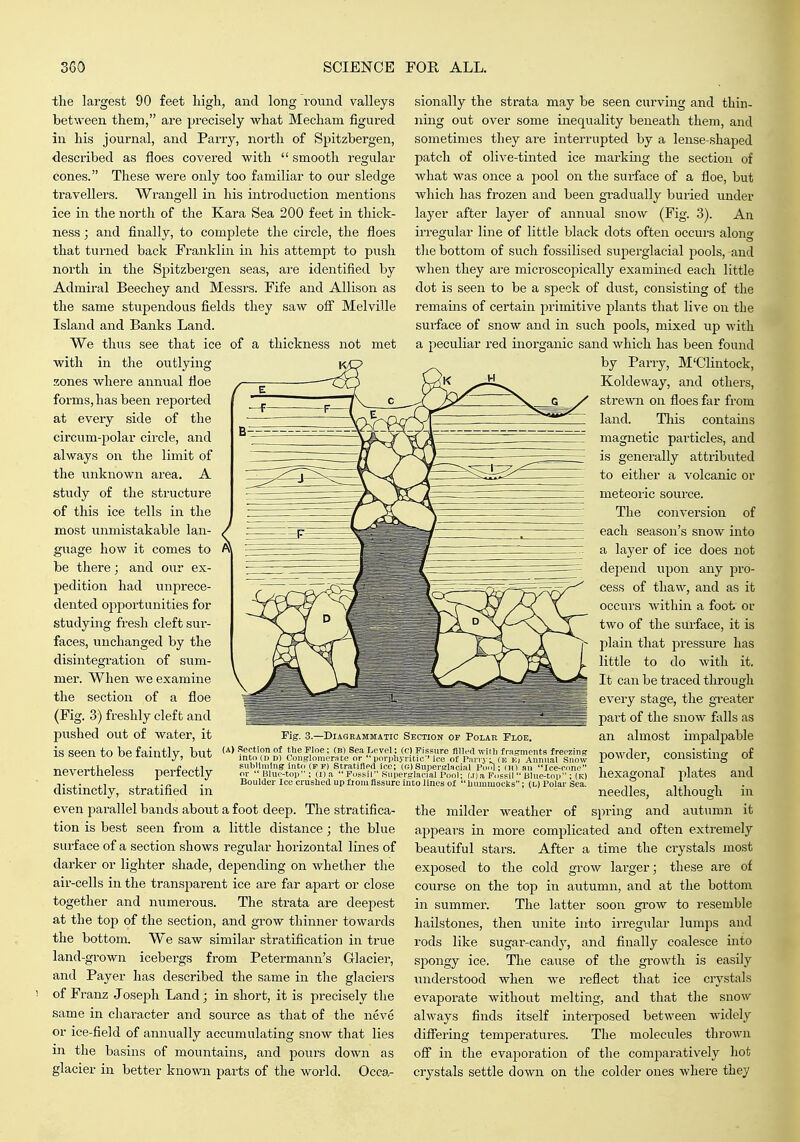 the largest 90 feet high, and long round valleys between them, are precisely what Mecham figured in his journal, and Parry, north of Spitzbergen, described as floes covered with  smooth regular cones. These were only too familiar to our sledge travellers. Wrangell in his introduction mentions ice in the north of the Kara Sea 200 feet in thick- ness ; and finally, to complete the circle, the floes that turned back Franklin in his attempt to push north in the Spitzbergen seas, are identified by Admiral Beechey and Messrs. Fife and Allison as the same stupendous fields they saw ofi Melville Island and Banks Land. We thus see that ice of a thickness not met with in the outlying zones where annual floe forms, has been reported at every side of the circum-polar circle, and a,lways on the limit of the unknown area. A study of the structure of this ice tells in the most unmistakable lan- guage how it comes to be there; and our ex- pedition had imprece- dented opportunities for studying fresh cleft sur- faces, unchanged by the disintegration of sum- mer. When we examine the section of a floe (Fig. 3) freshly cleft and pushed out of water, it is seen to be faintly, but nevertheless perfectly distinctly, stratified in even parallel bands about a foot deep. The stratifica- tion is best seen fi-om a little distance; the blue surface of a section shows regular horizontal lines of darker or lighter shade, depending on whether the air-cells in the transparent ice are far apart or close together and numerous. The strata are deepest at the top of the section, and grow thinner towards the bottom. W^e saw similar stratification in true land-grown icebergs from Petermann's Glacier, and Payer has described the same in the glaciers of Franz Joseph Land; in short, it is precisely tlie same in character and source as that of the neve or ice-field of annually accumulating snow that lies in the basiiis of mountains, and pours down as glacier in better known parts of the world. Occa- Fig. 3.—Diagrammatic Section op Polar Floe. (A) Section o( the Floe; (b) Sea Level: (c) Fissure fllli-d will) frasments freezing into (I) D) Conglomerate or  porjihyritic'' ice of Pan v;^ (u ki Annual Snow subliming into (I-F) Stratiflpd ice; (G) Snpersrlacial I'oi.l; m) an Ice-cone or  Bluc-toi) ; (Da Fossil Superglacial I'ool; (.i)a Fossil  BUie-toi) ; (k| BouWer Ice crushed up from fissure into lines of hummoclis; (l) I'olar Sea. sionally the strata may be seen curving and thin- ning out over some inequality beneath them, and sometimes they are interrupted by a lense-shaped patch of olive-tinted ice marking the section of what was once a pool on the surface of a floe, but which has frozen and been gradually buried under layer after layer of annual snow (Fig. 3). An irregular line of little black dots often occurs along tlie bottom of svicli fossilised superglacial pools, and when they are microscopically examined each little dot is seen to be a speck of dust, consisting of the remains of certain primitive plants that live on the surface of snow and in such pools, mixed up with a peculiar red inoi'ganic sand which has been found by Parry, M'Clintock, l< ^Ji^ Koldeway, and others, strewn on floes far from land. This contains magnetic particles, and is generally attributed to either a volcanic or meteoric source. The conversion of each, season's snow into a layer of ice does not depend upon any pro- cess of thaw, and as it occurs within a foot or two of the surface, it is plain that pressure has little to do with it. It can be traced through every stage, the greater pai't of the snow falls as an almost impalpable powder, consisting of hexagonal plates and needles, although in the milder weather of spring and autumn it appears in more complicated and often extremely beautiful stars. After a time the crystals most exposed to the cold grow larger; these are of course on the top in autumn, and at the bottom in summer. The latter soon grow to resemble hailstones, then unite into irregular lumps and rods like sugar-candy, and finally coalesce into spongy ice. The cause of the growth is easily understood when we reflect that ice crystals evaporate without melting, and that the snow always finds itself interposed between widely diflering temperatures. The molecules thrown off in the evaporation of the comparatively hot crystals settle down on the colder ones where they