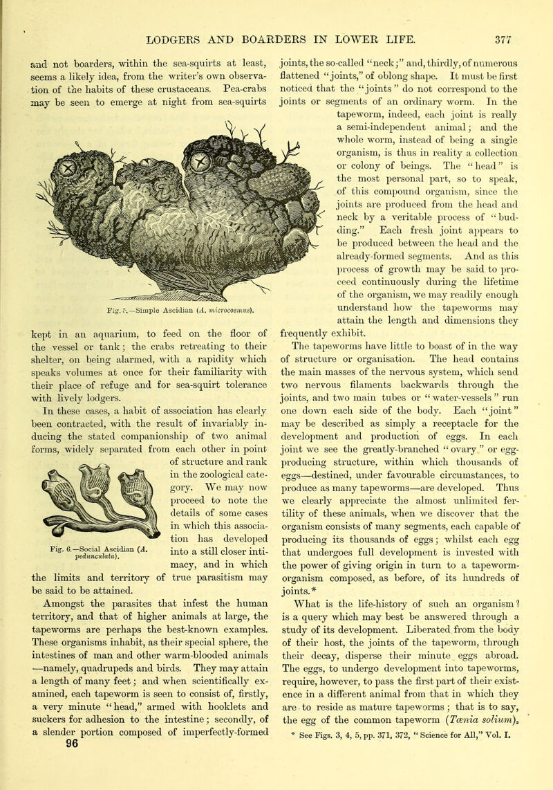 and not boarders, within the sea-squirts at least, seems a likely idea, from the writer's own observa- tion of the habits of these crustaceans. Pea-crabs may be seen to emerge at night from sea-squirts Fig. f.—Simple Ascidian {A, microcosmus). kept in an aquarium, to feed on the floor of the vessel or tank; the crabs i-etreating to their shelter, on being alarmed, with a rapidity which speaks volumes at once for their familiarity with their place of refuge and for sea-squirt tolerance with lively lodgers. In these cases, a habit of association has clearly been conti'acted, with the result of invariably in- ducing the stated companionship of two animal forms, widely separated from each other in point of structure and rank in the zoological cate- gory. We may now proceed to note the details of some cases in which this associa- tion has developed into a still closer inti- macy, and in which the limits and territoiy of true parasitism may be said to be attained. Amongst the parasites that infest the human territory, and that of higher animals at large, the tapeworms are perhaps the best-known examples. These organisms inhabit, as their special sphere, the intestines of man and other warm-blooded animals ■—namely, quadrupeds and birds. They may attain a length of many feet; and when scientifically ex- amined, each tapeworm is seen to consist of, firstly, a very minute head, armed with booklets and suckers for adhesion to the intestine; secondly, of a slender portion composed of imperfectly-formed 96 Fig. 6.—Social Ascidian (A. pedunculata). joints, the so-called neck; and, thirdly, of numerous flattened joints, of oblong shape. It must be first noticed that the joints  do not correspond to the joints or segments of an ordinary worm. In the tapeworm, indeed, each joint is really a semi-independent animal; and the wJiole worm, instead of being a single organism, is thus in reality a collection or colony of beings. The  head  is the most personal part, so to speak, of this compound organism, since the joints are produced from the head and ^ neck by a veritable process of  bud- ding. Each fresh joint appears to ^ be produced between the head and the already-formed segments. And as this process of growth may be said to pro- ceed continuously during the lifetime of the organism, we may readily enough understand how the tapeworms may attain the length and dimensions they frequently exhibit. The tapeworms have little to boast of in the way of structure or organisation. The head contains the main masses of the nervous system, which send two nervous filaments backwards tlii'ougli the joints, and two main tubes or  water-vessels  run one down each side of the body. Each joint may be described as simply a receptacle for the development and production of eggs. In each joint we see the greatly-branched  ovary  or egg- producing structure, within which thousands of eargs—destined, under favourable circumstances, to jiroduce as many tapeworms—are developed. Thus we clearly appreciate the almost unlimited fer- tility of these animals, when we discover that the oi'ganism consists of many segments, each capable of producing its thousands of eggs; whilst each egg that undergoes full development is invested with the power of giving origin in turn to a tapeworm- organism composed, as before, of its hundreds of joints.* What is the life-histoiy of such an organism 1 is a query which may best be answered through a study of its development. Liberated from the body of their host, the joints of the tapeworm, through their decay, disperse their minute eggs abroad. The eggs, to undergo development into tapeworms, require, however, to pass the first part of their exist- ence in a different animal from that in which they are to reside as mature tapeworms ; that is to say, the egg of the common tapeworm (Tcenia solium), * See Figs. 3, 4, 5, pp. 371. 372,  Science for All, Vol. I.